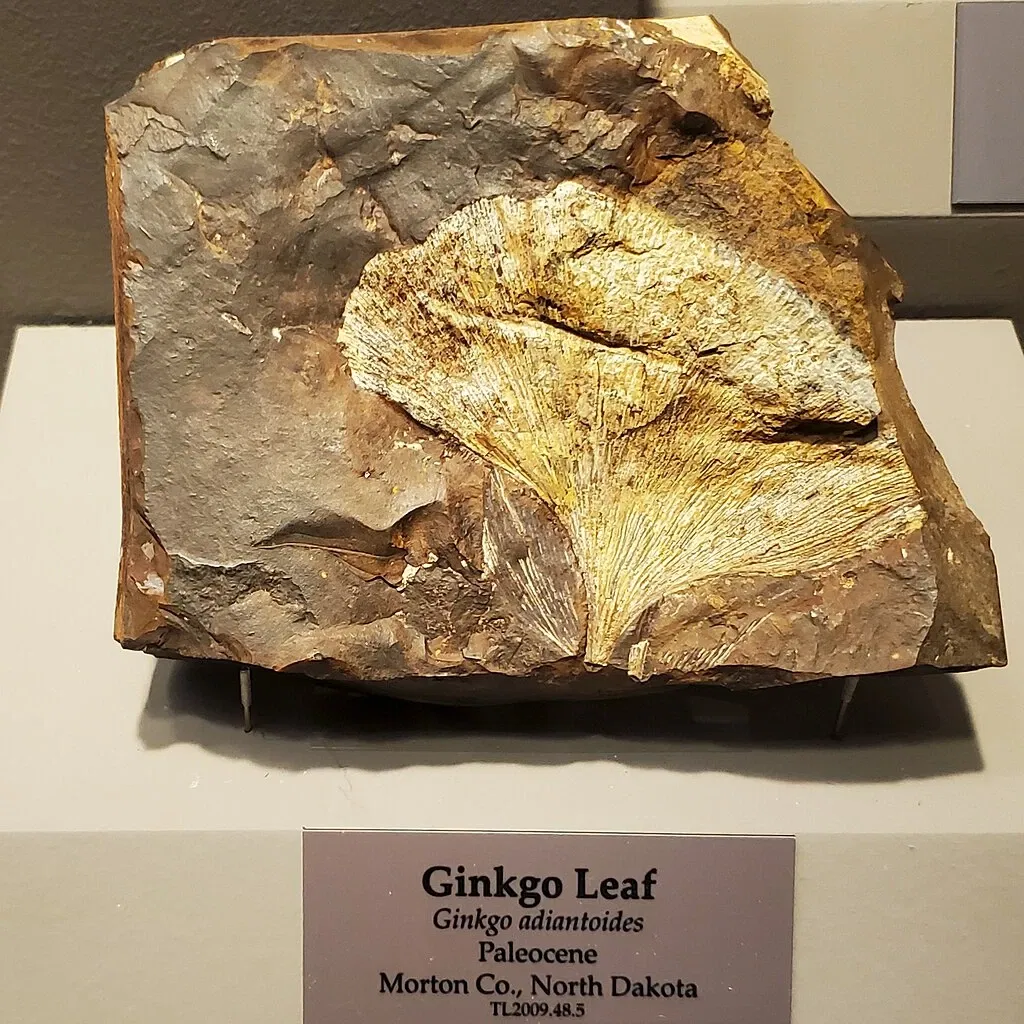 Tellus Science Museum