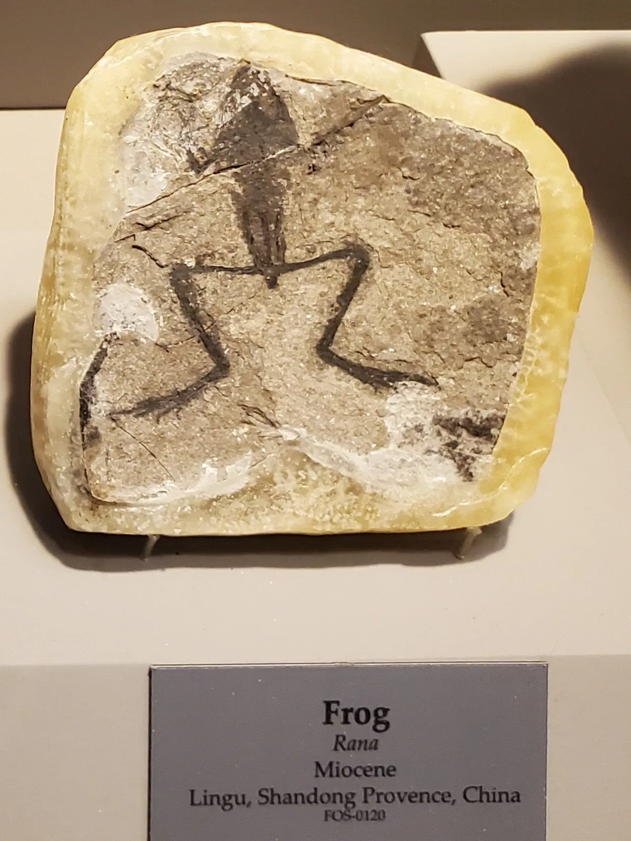 Tellus Science Museum