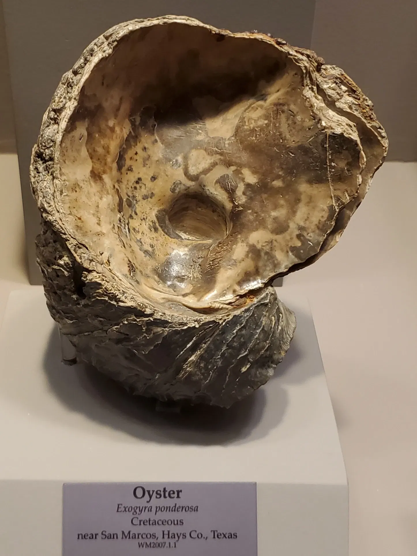 Tellus Science Museum