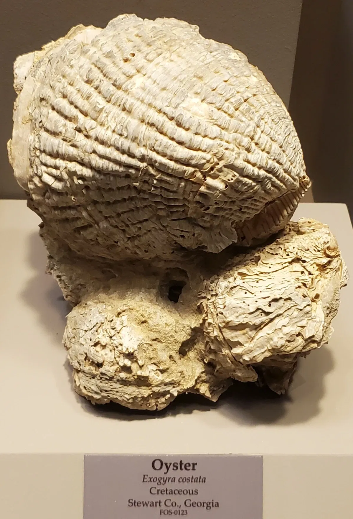 Tellus Science Museum