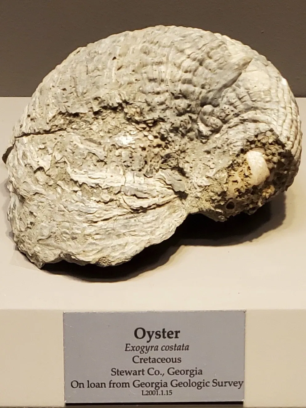 Tellus Science Museum