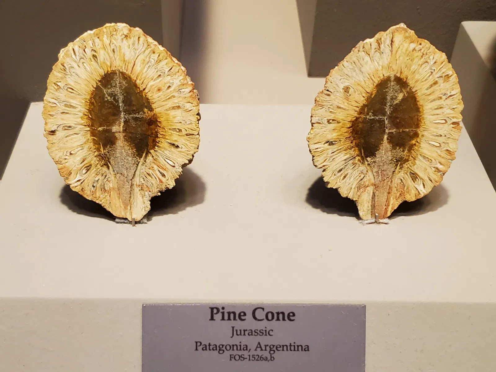 Tellus Science Museum