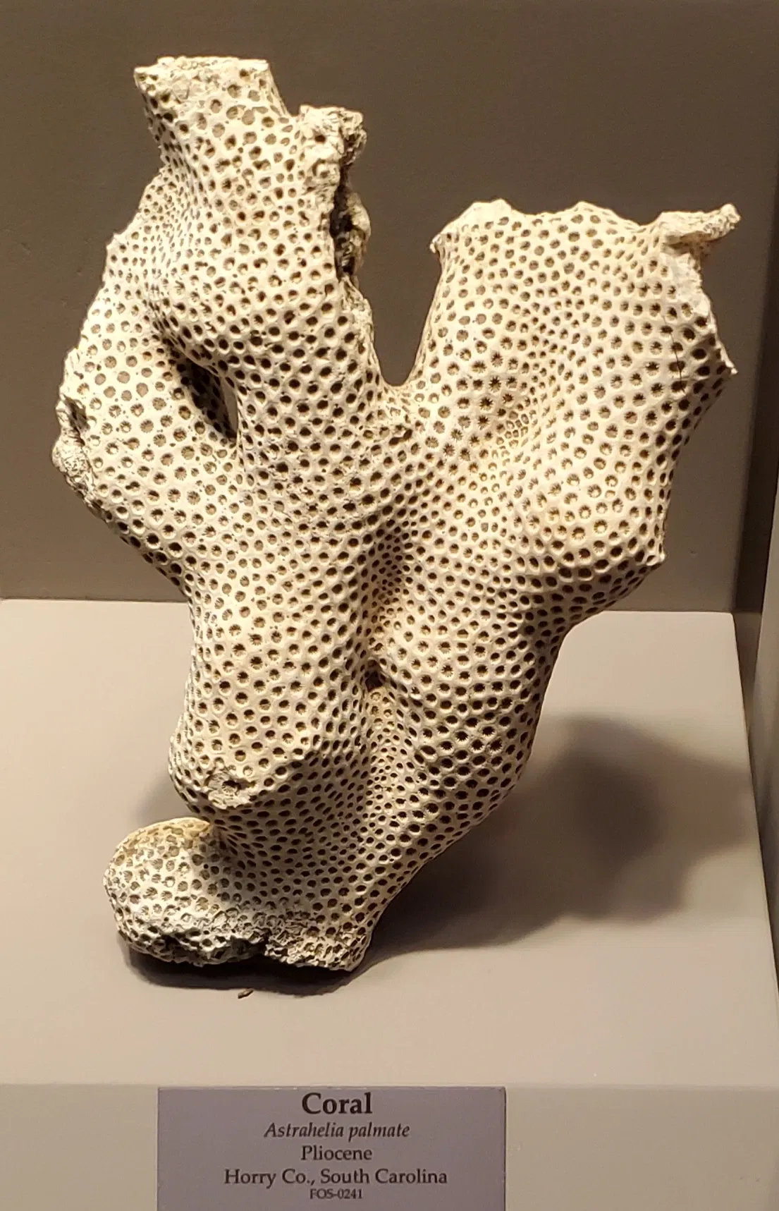 Tellus Science Museum