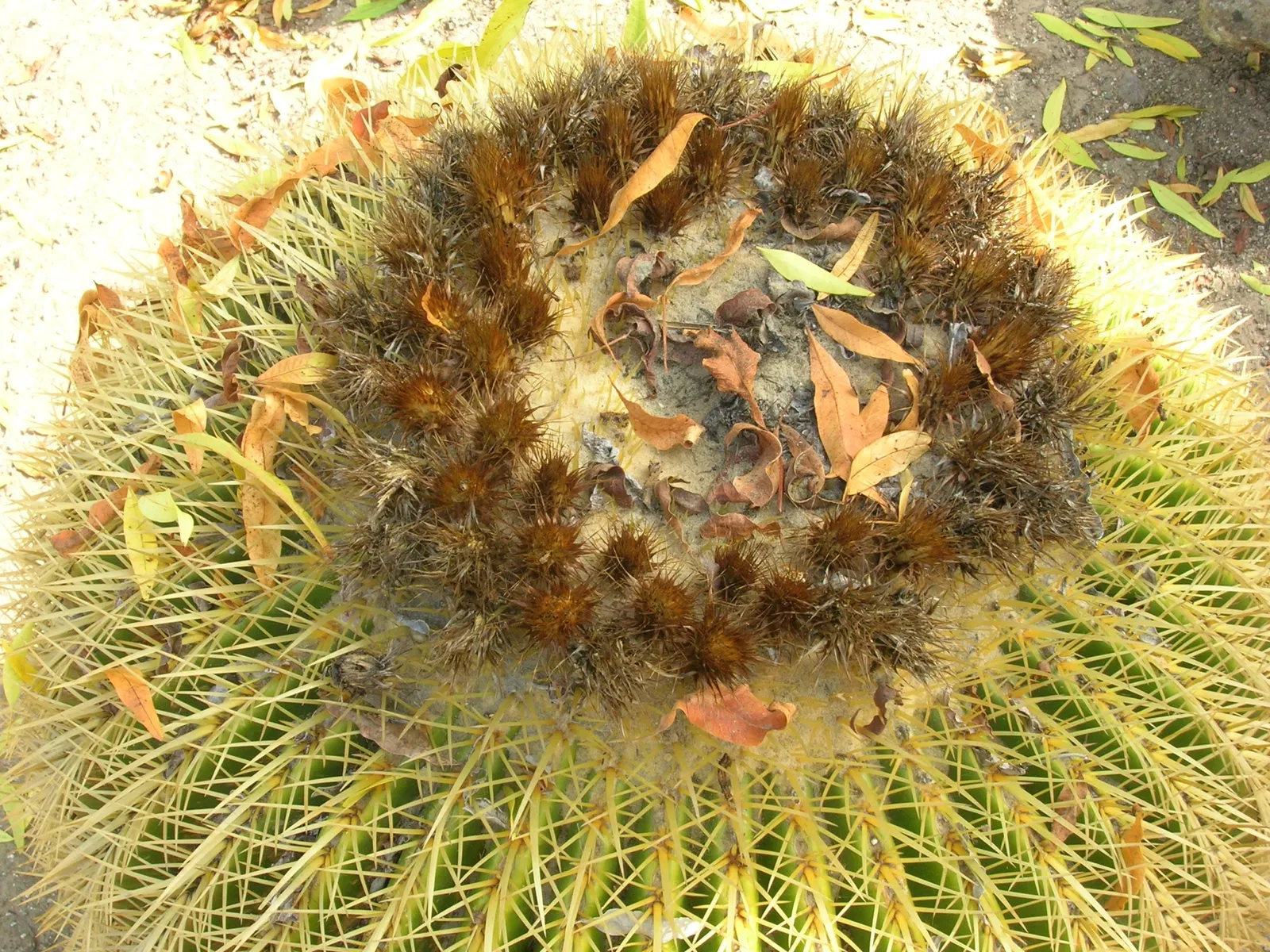 Jardín botánico Wrigley
