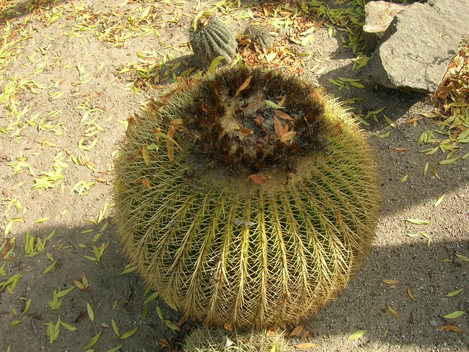 Jardín botánico Wrigley