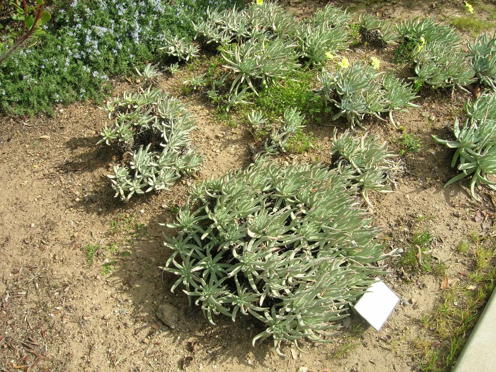 Jardín botánico Wrigley