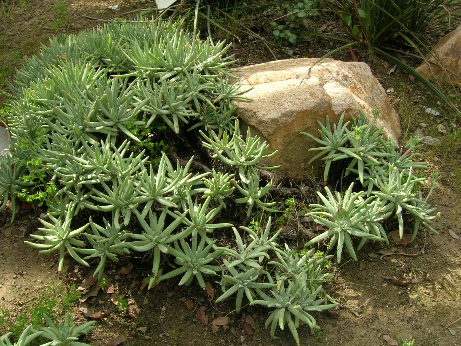 Jardín botánico Wrigley