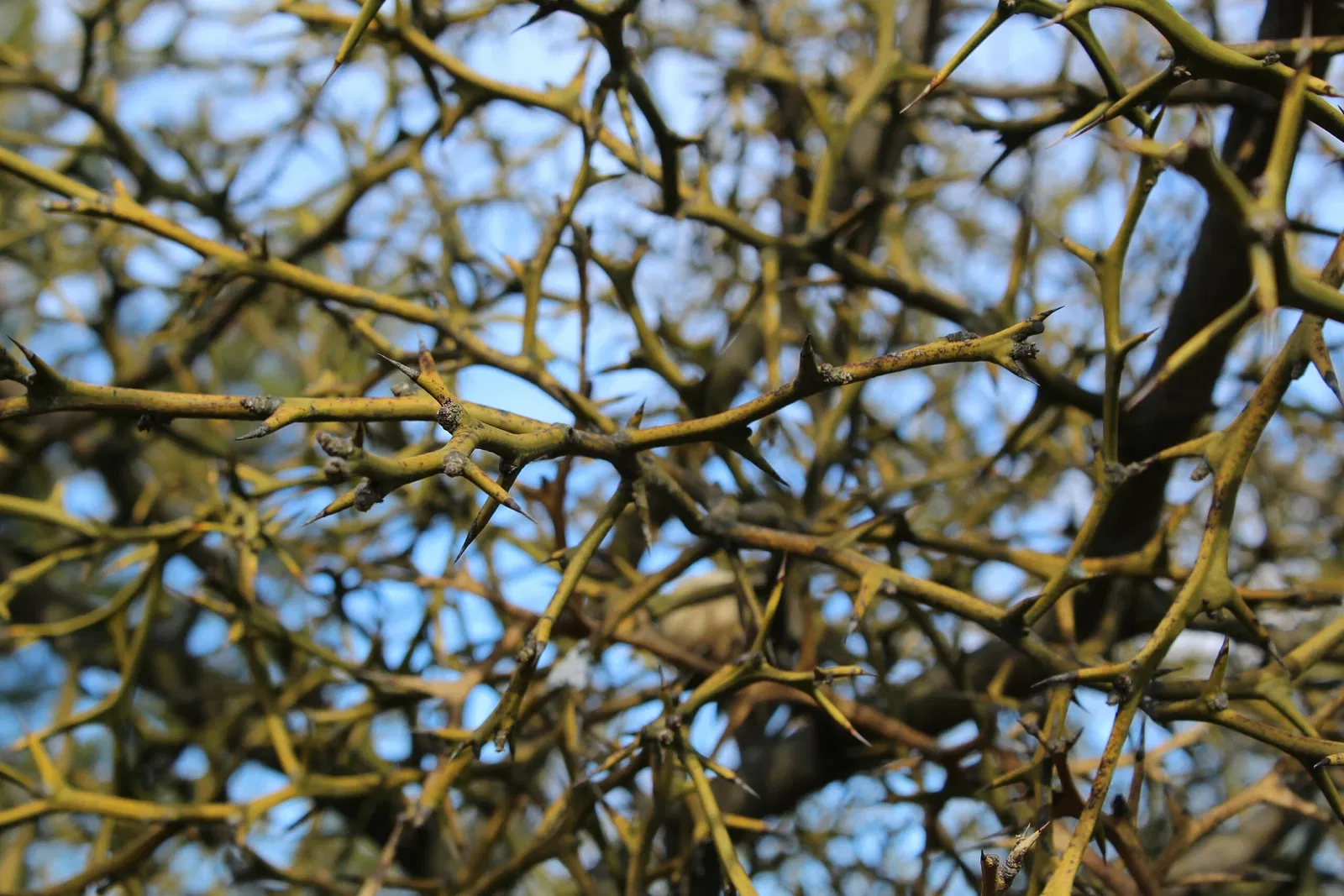 Arboreto Frelinghuysen