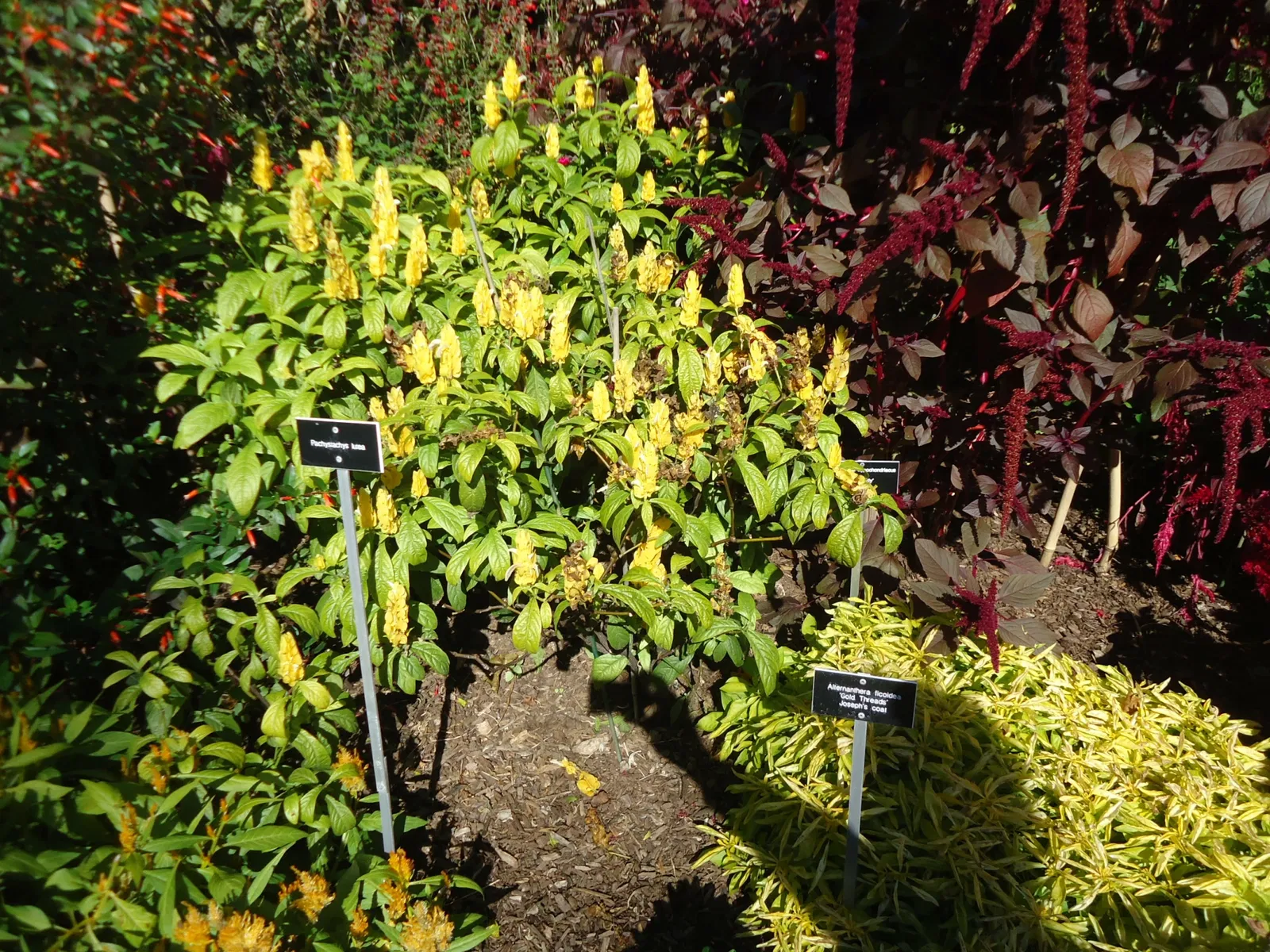 Arboreto Frelinghuysen