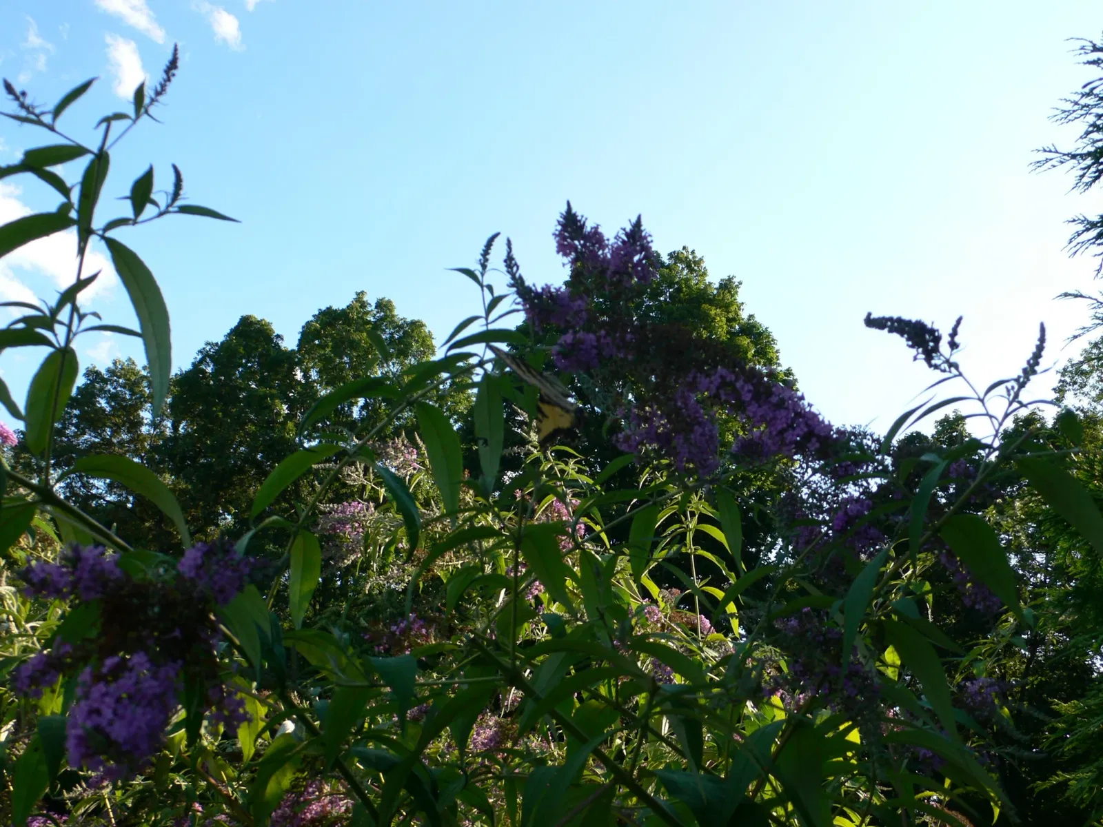 Arboreto Frelinghuysen