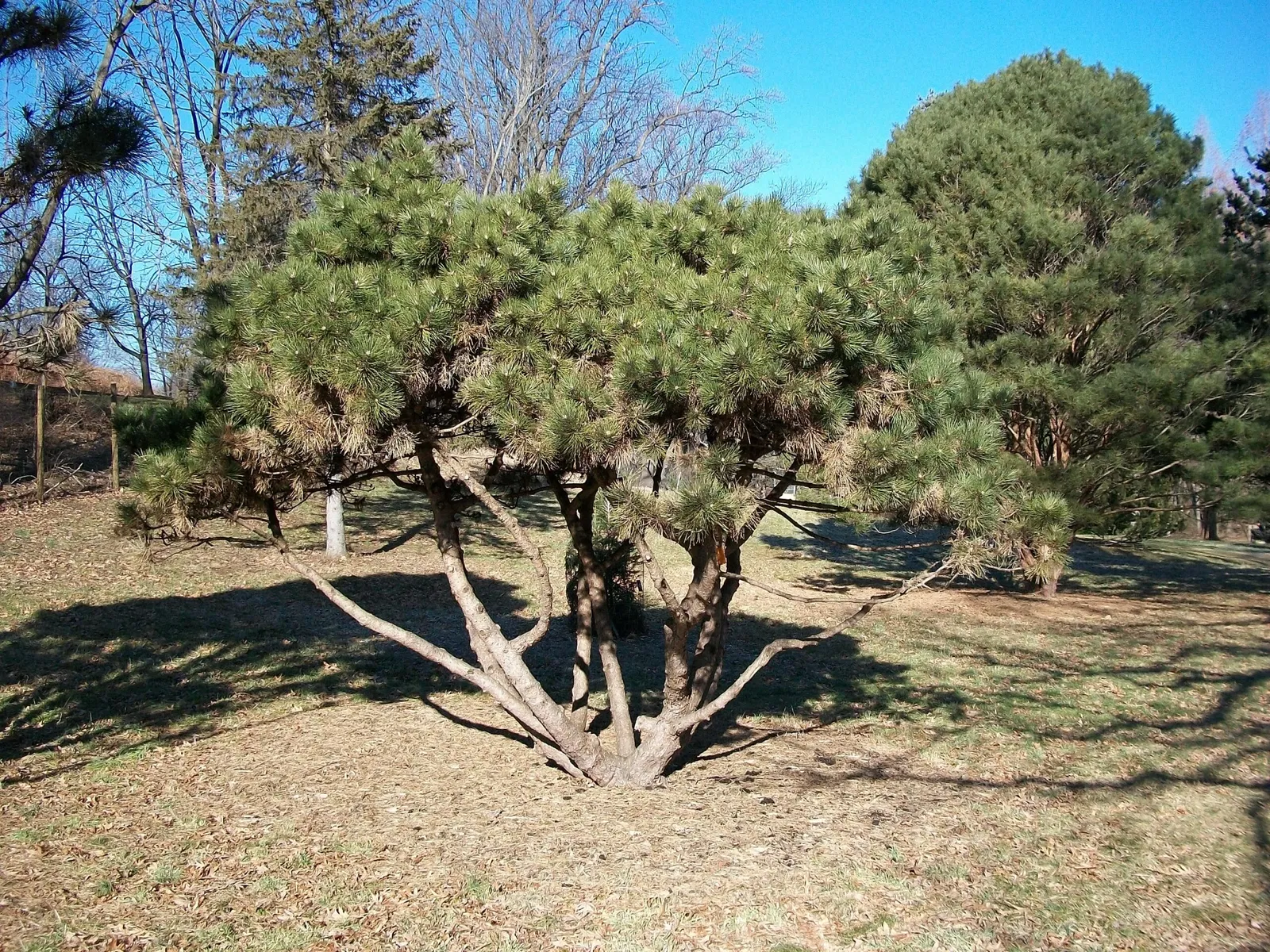 Arboreto Frelinghuysen