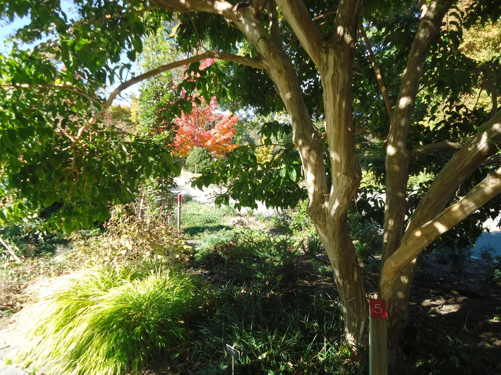 The Frelinghuysen Arboretum