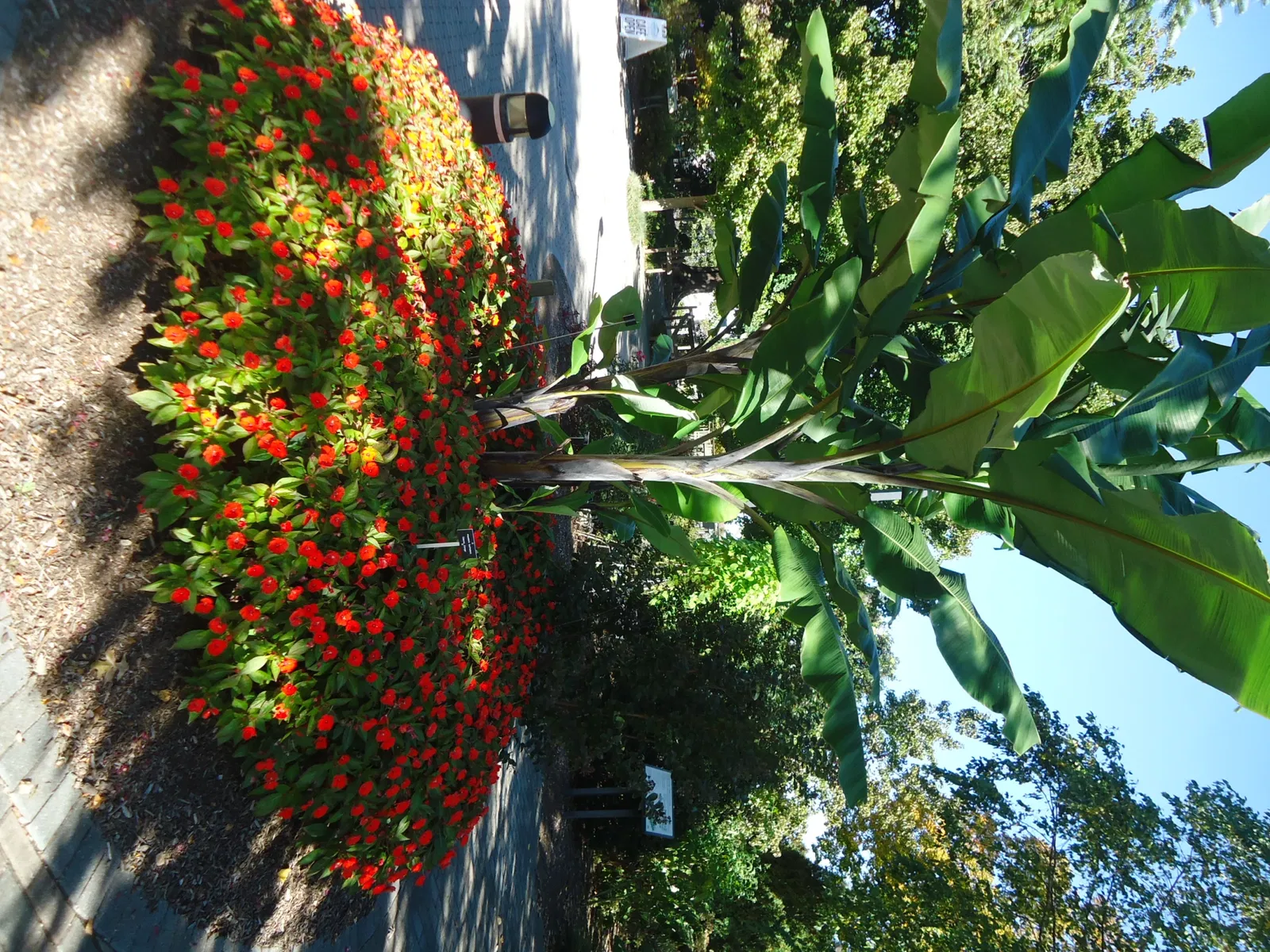 Arboreto Frelinghuysen