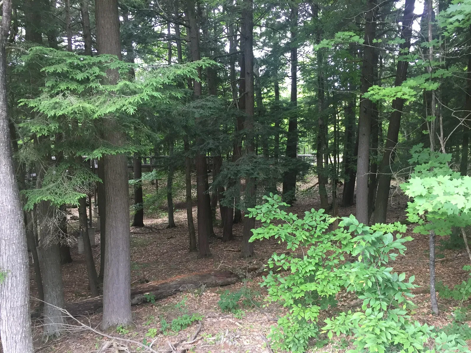 Hartwick Pines Logging Museum