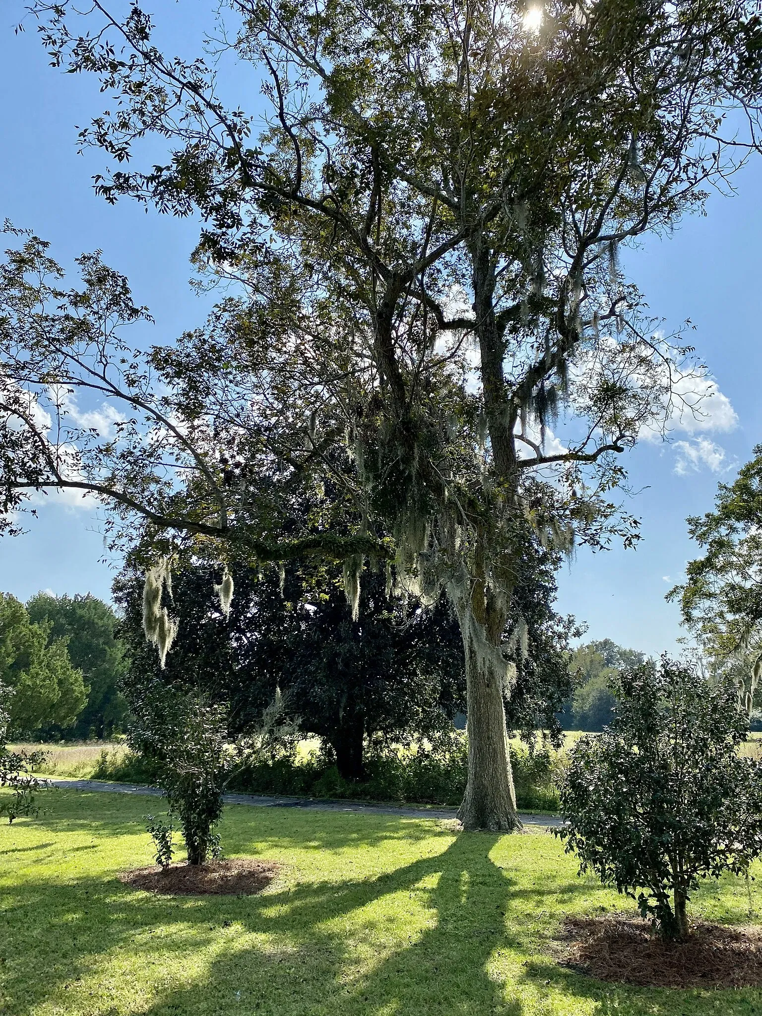 Charles Pinckney National Historic Site