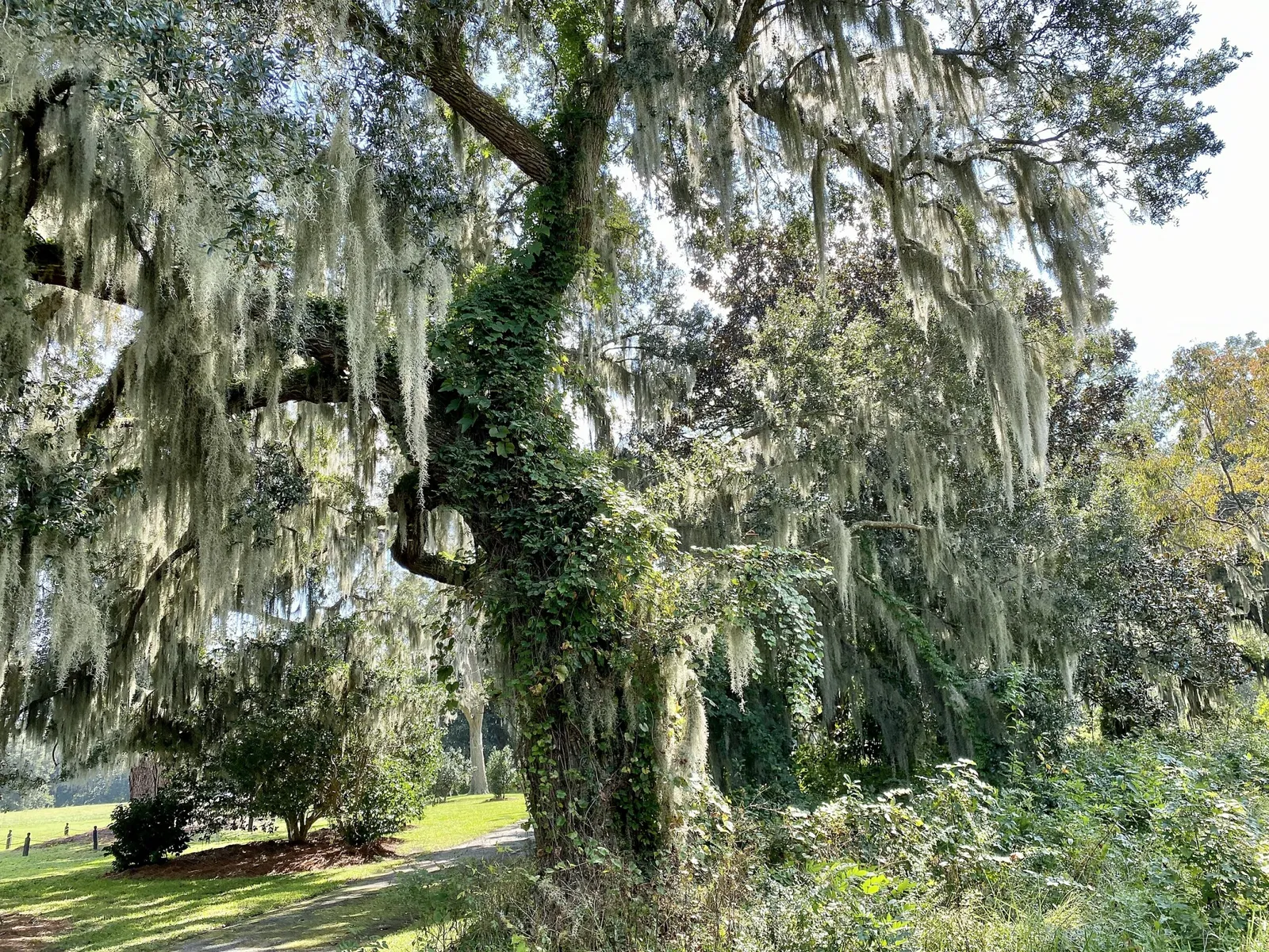Charles Pinckney National Historic Site