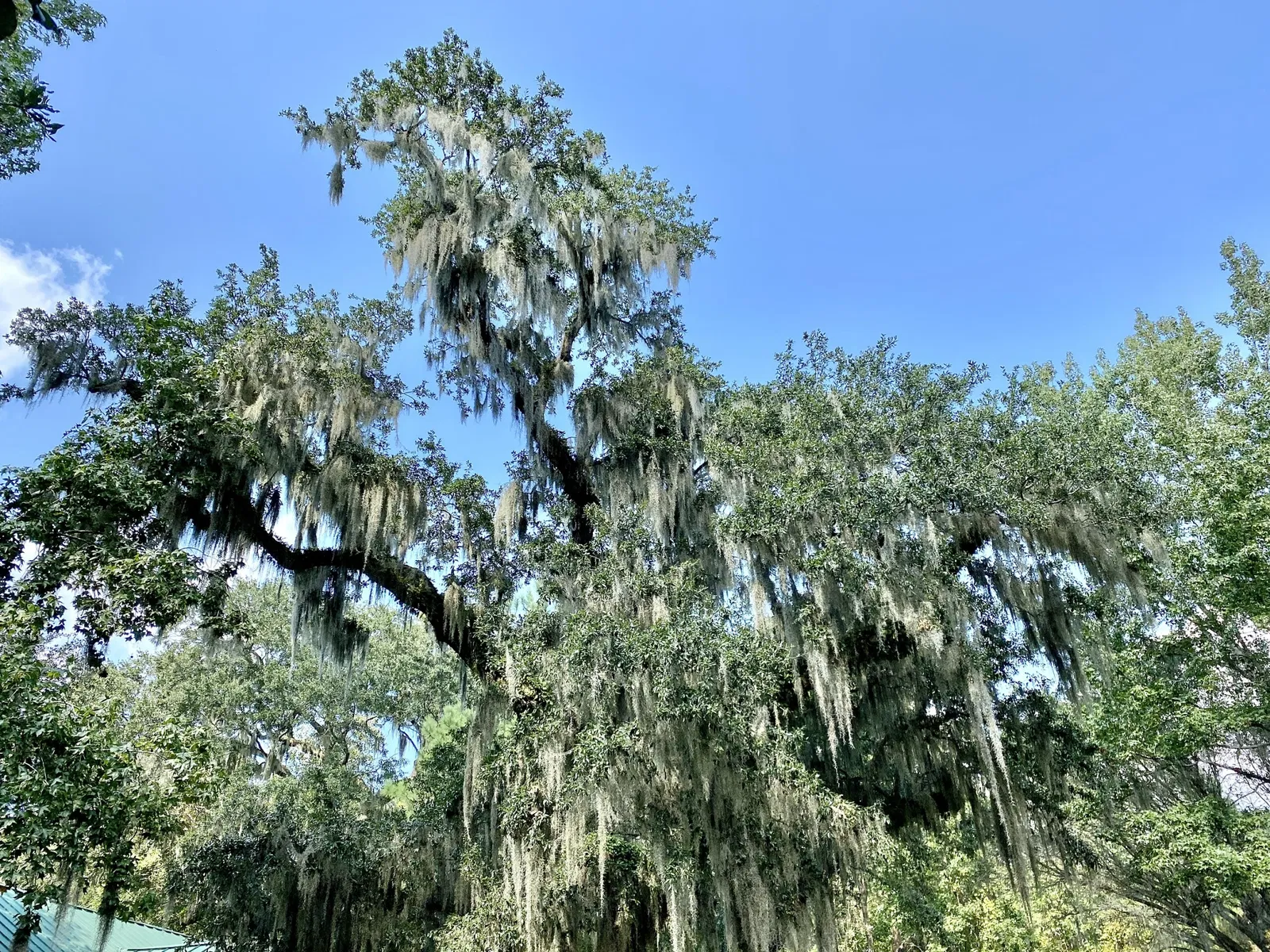 Charles Pinckney National Historic Site