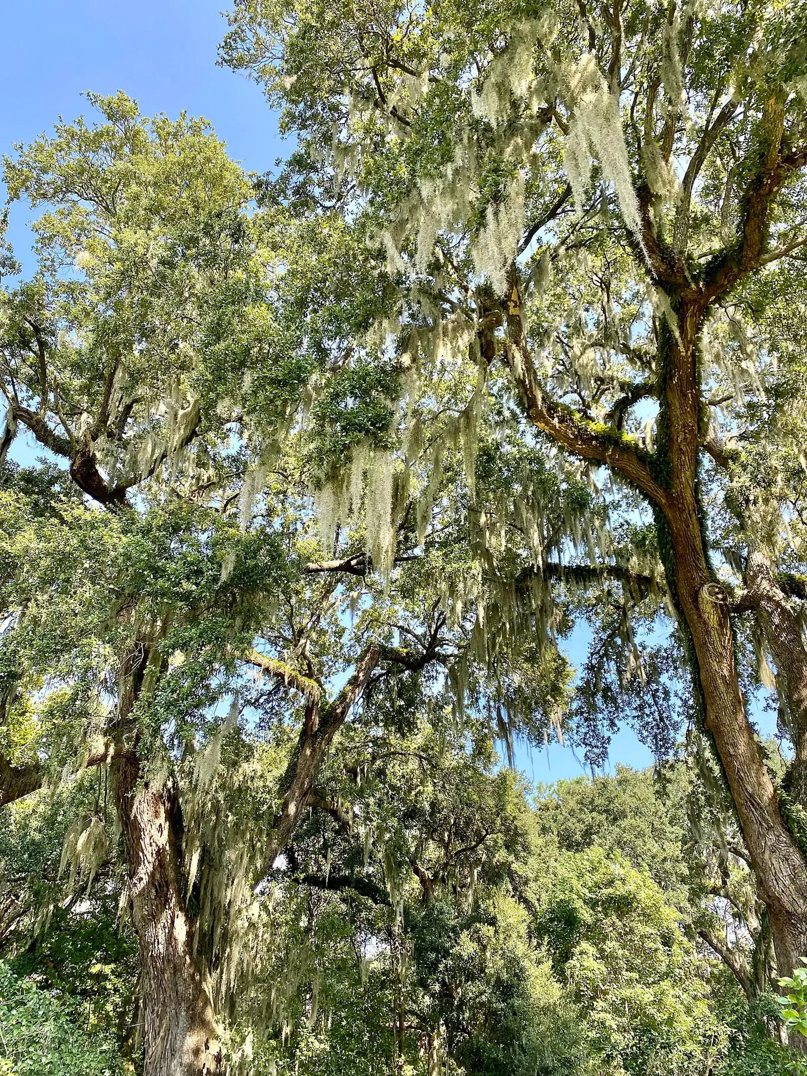 Charles Pinckney National Historic Site