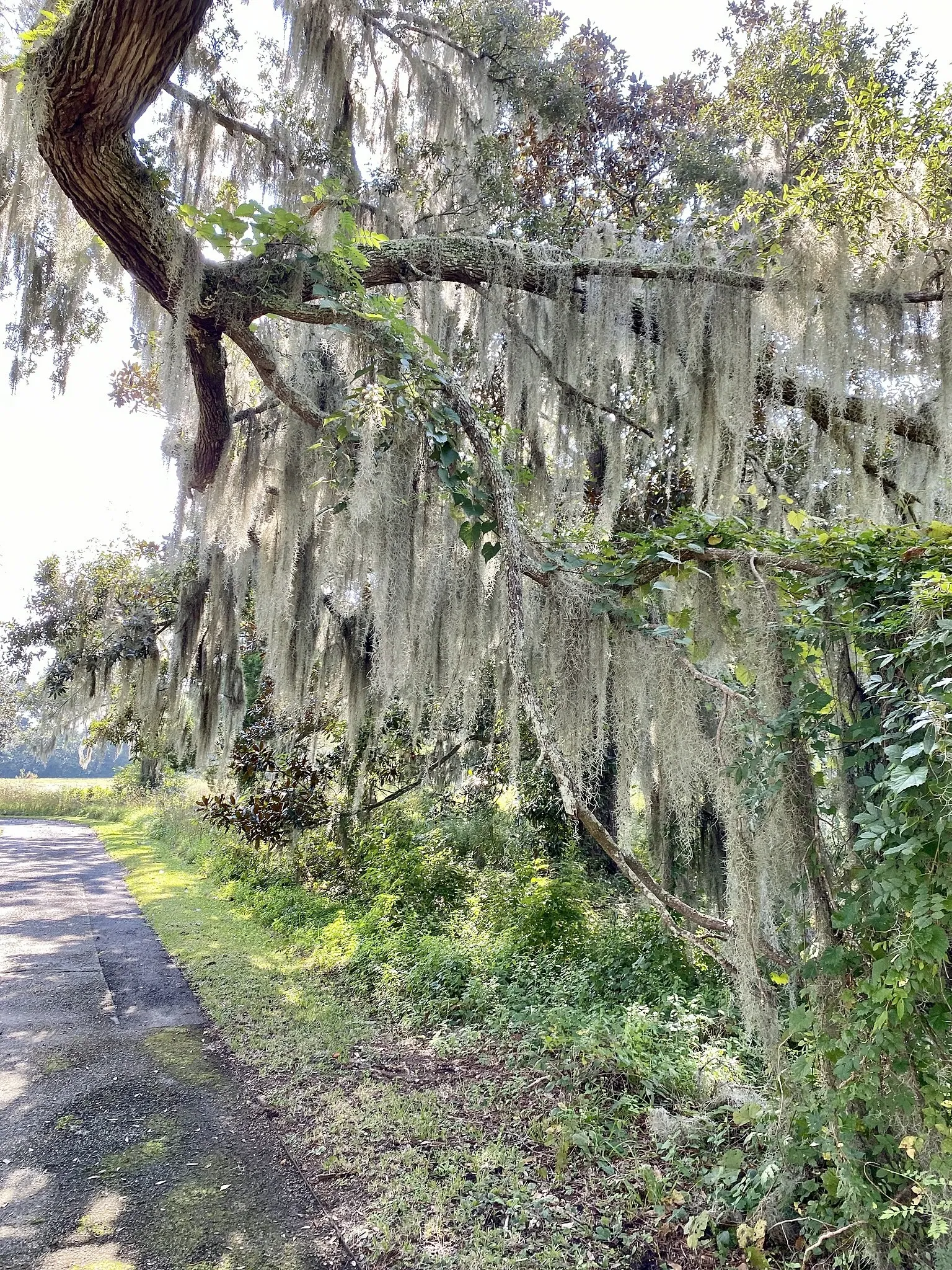 Charles Pinckney National Historic Site