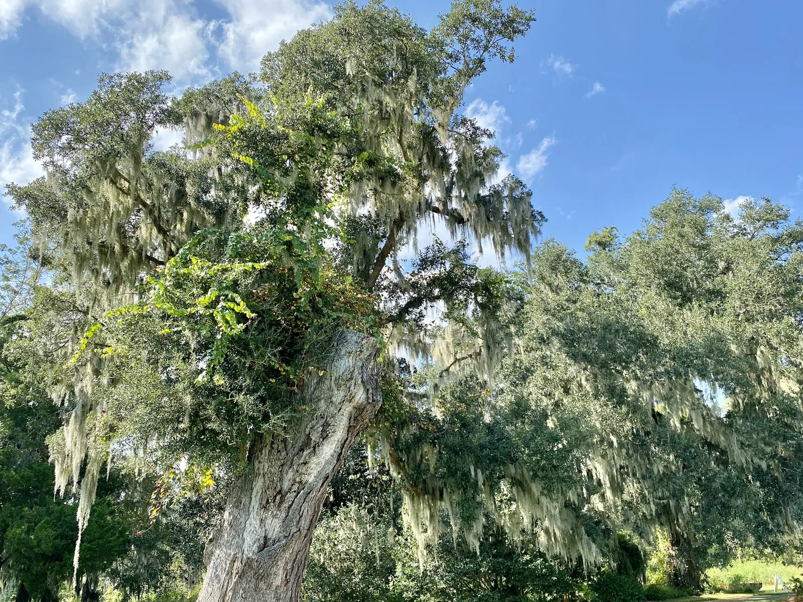 Charles Pinckney National Historic Site