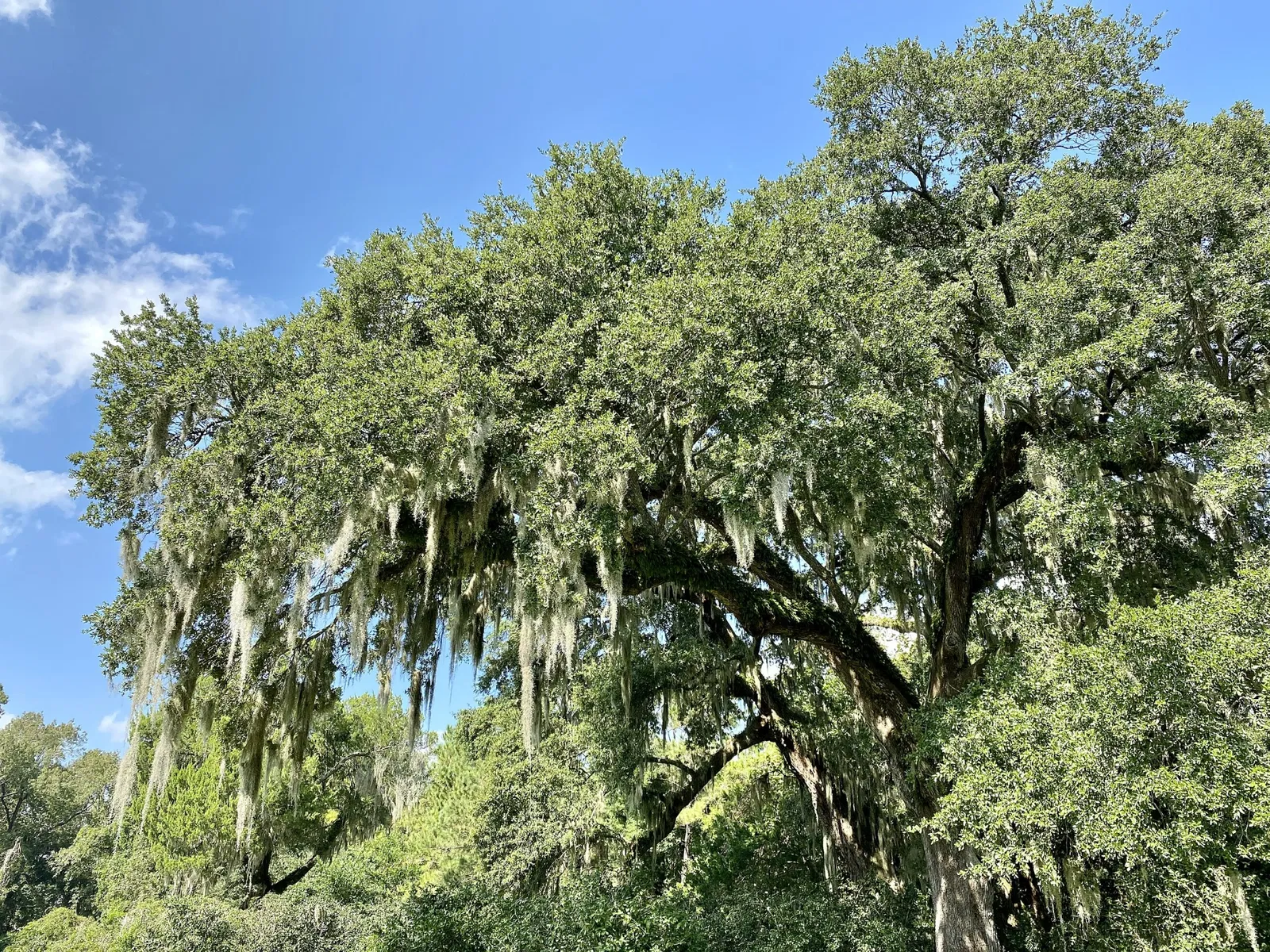 Charles Pinckney National Historic Site