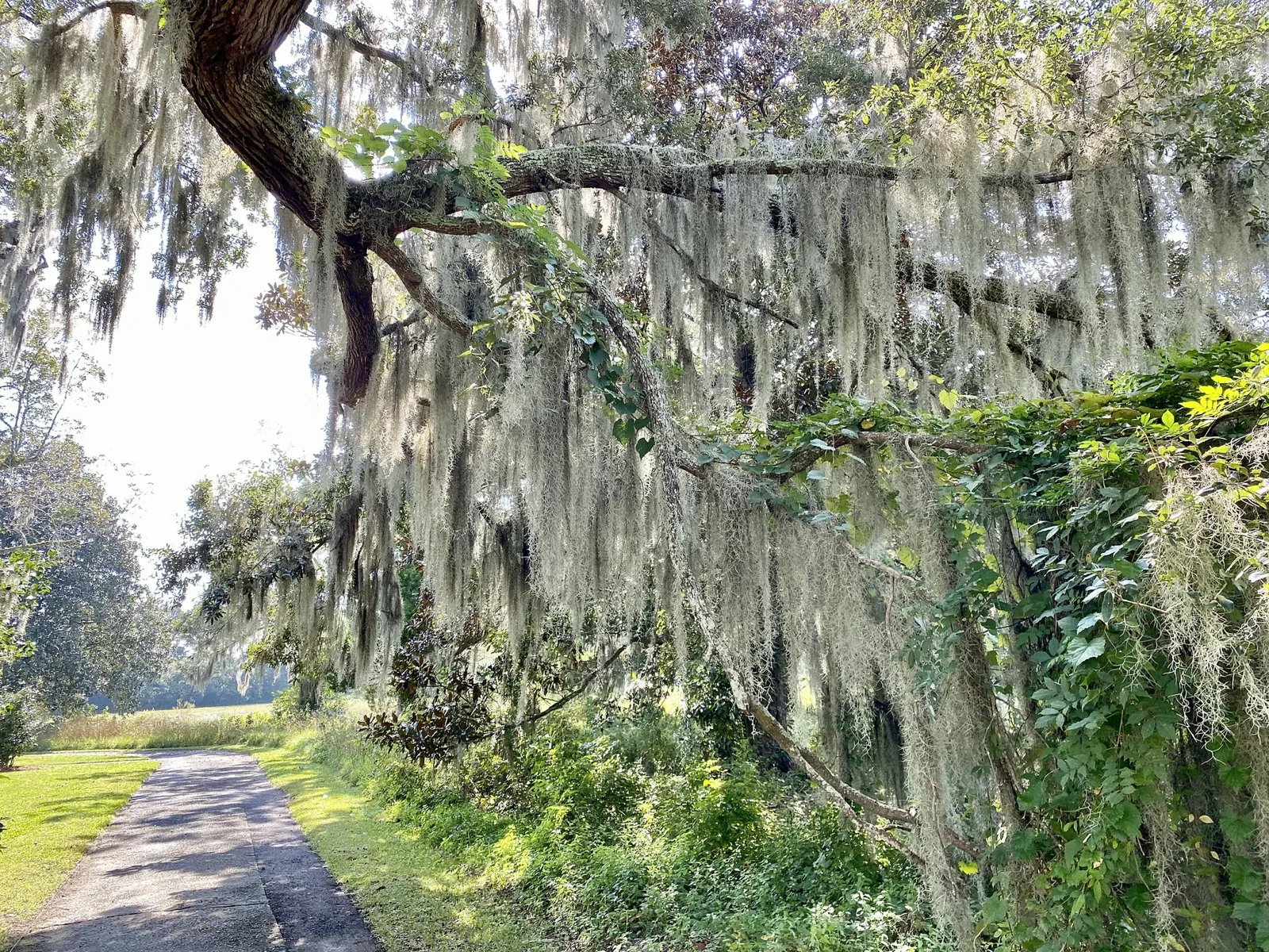 Charles Pinckney National Historic Site