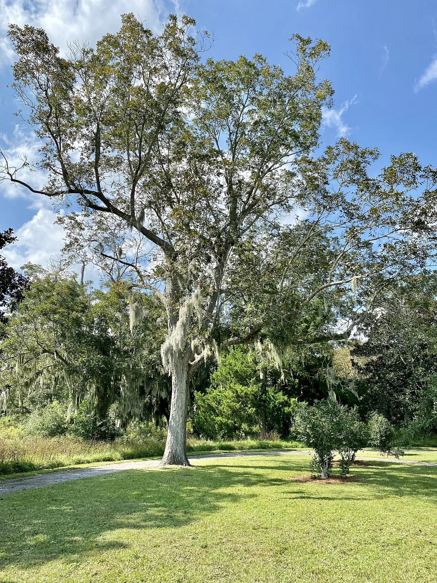 Charles Pinckney National Historic Site