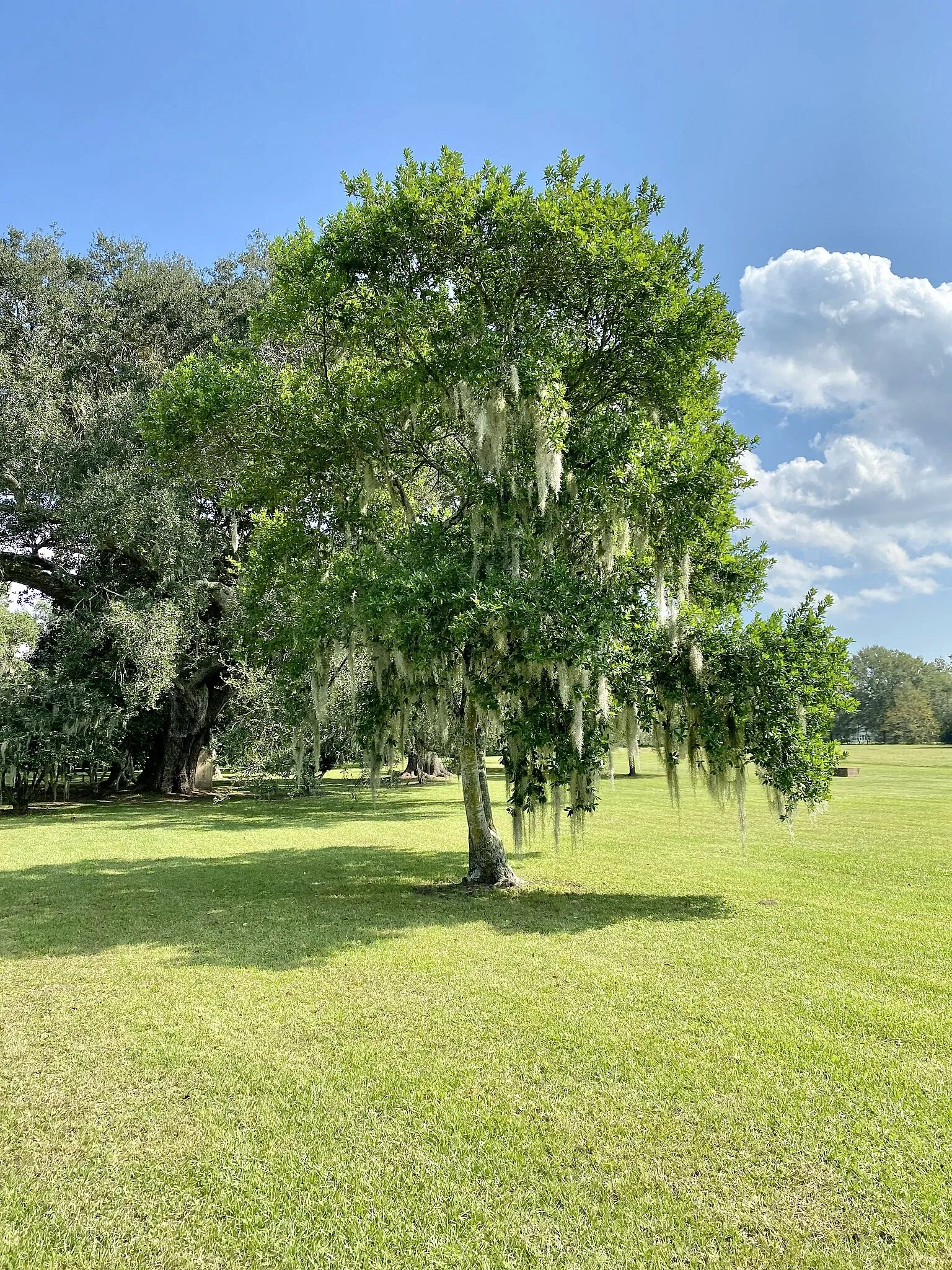 Charles Pinckney National Historic Site