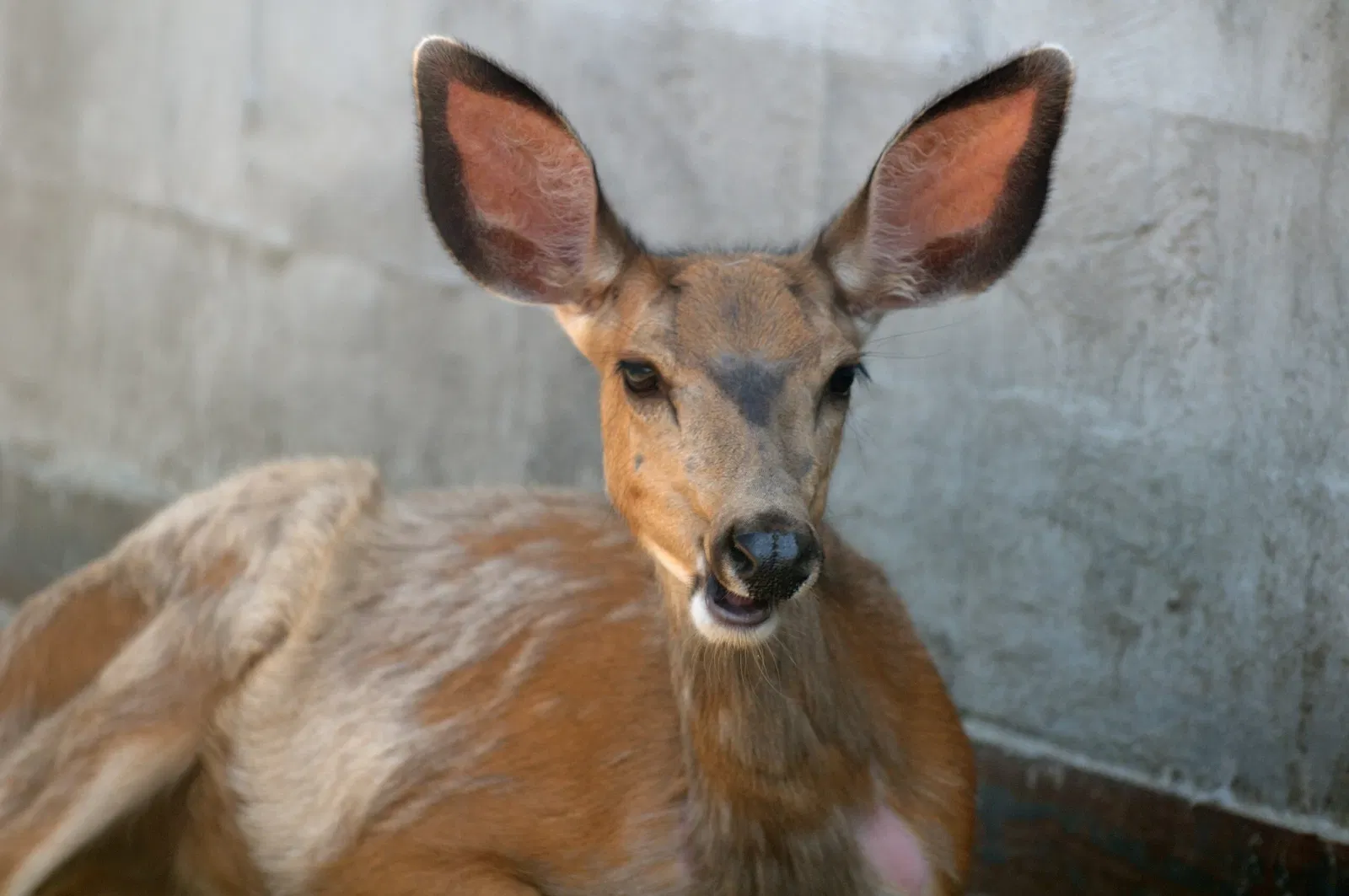 Cougar Mountain Zoo