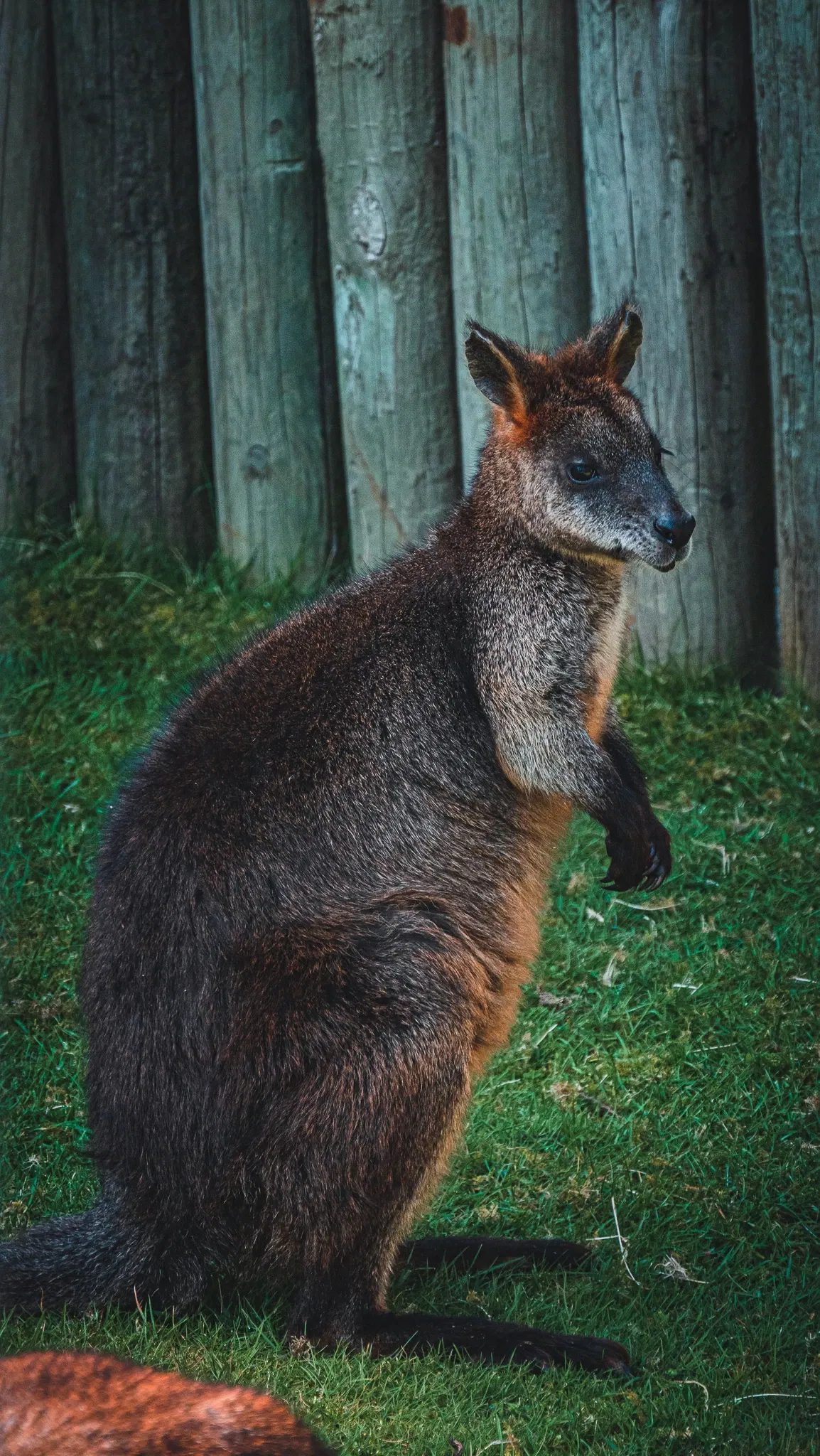 Cougar Mountain Zoo