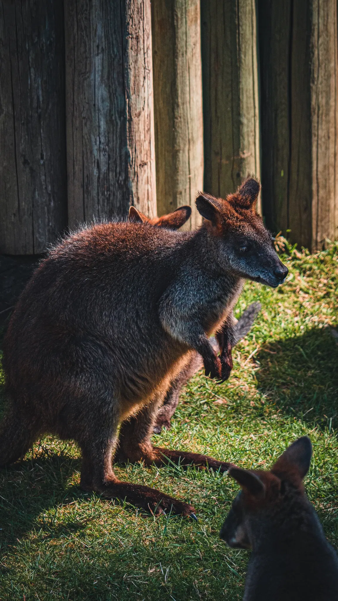 Cougar Mountain Zoo