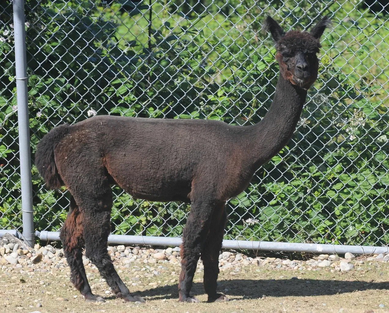 Cougar Mountain Zoo