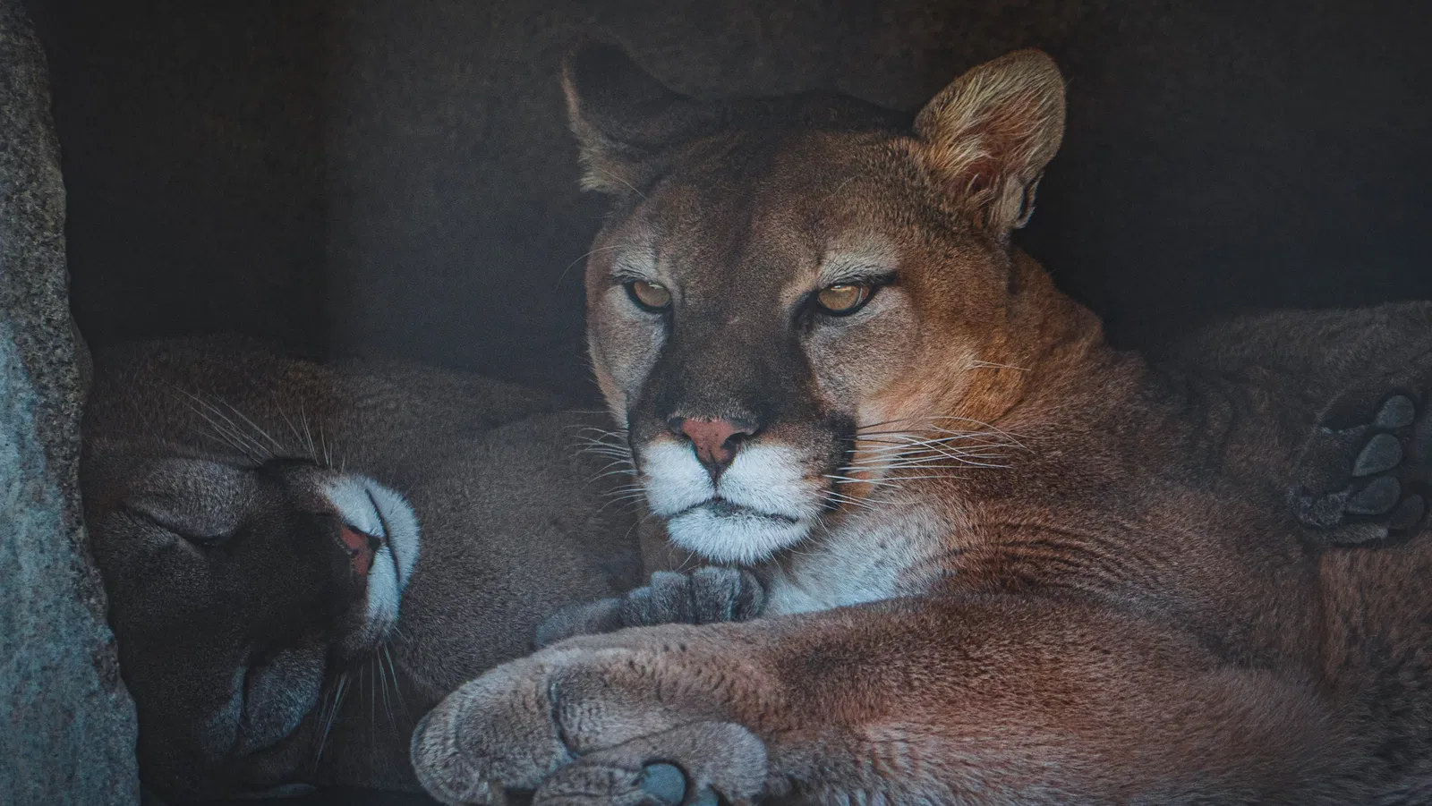 Cougar Mountain Zoo