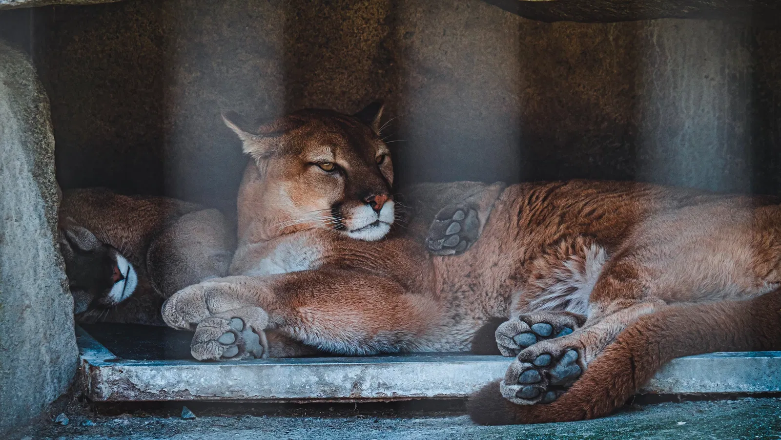 Cougar Mountain Zoo