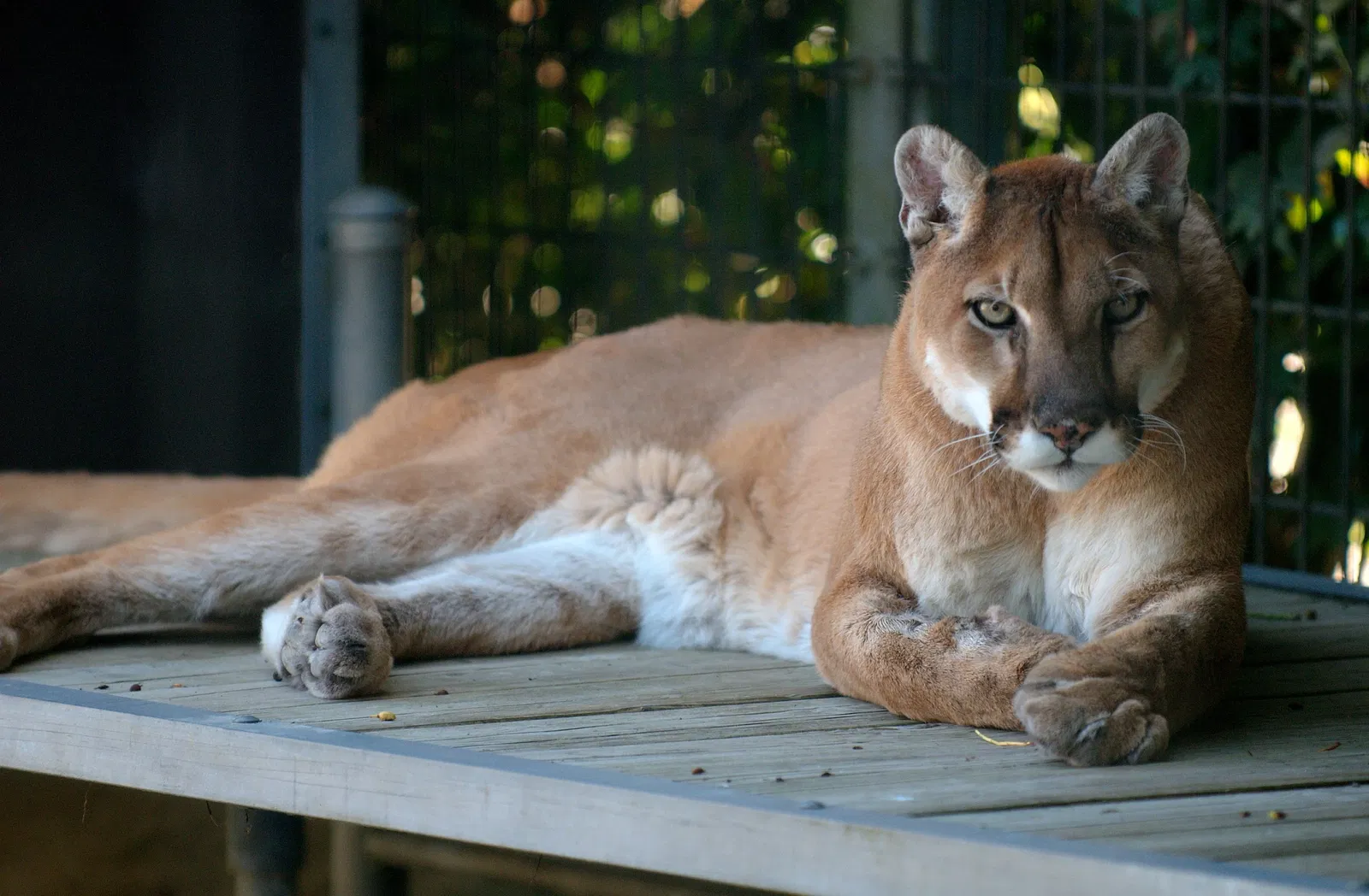 Cougar Mountain Zoo