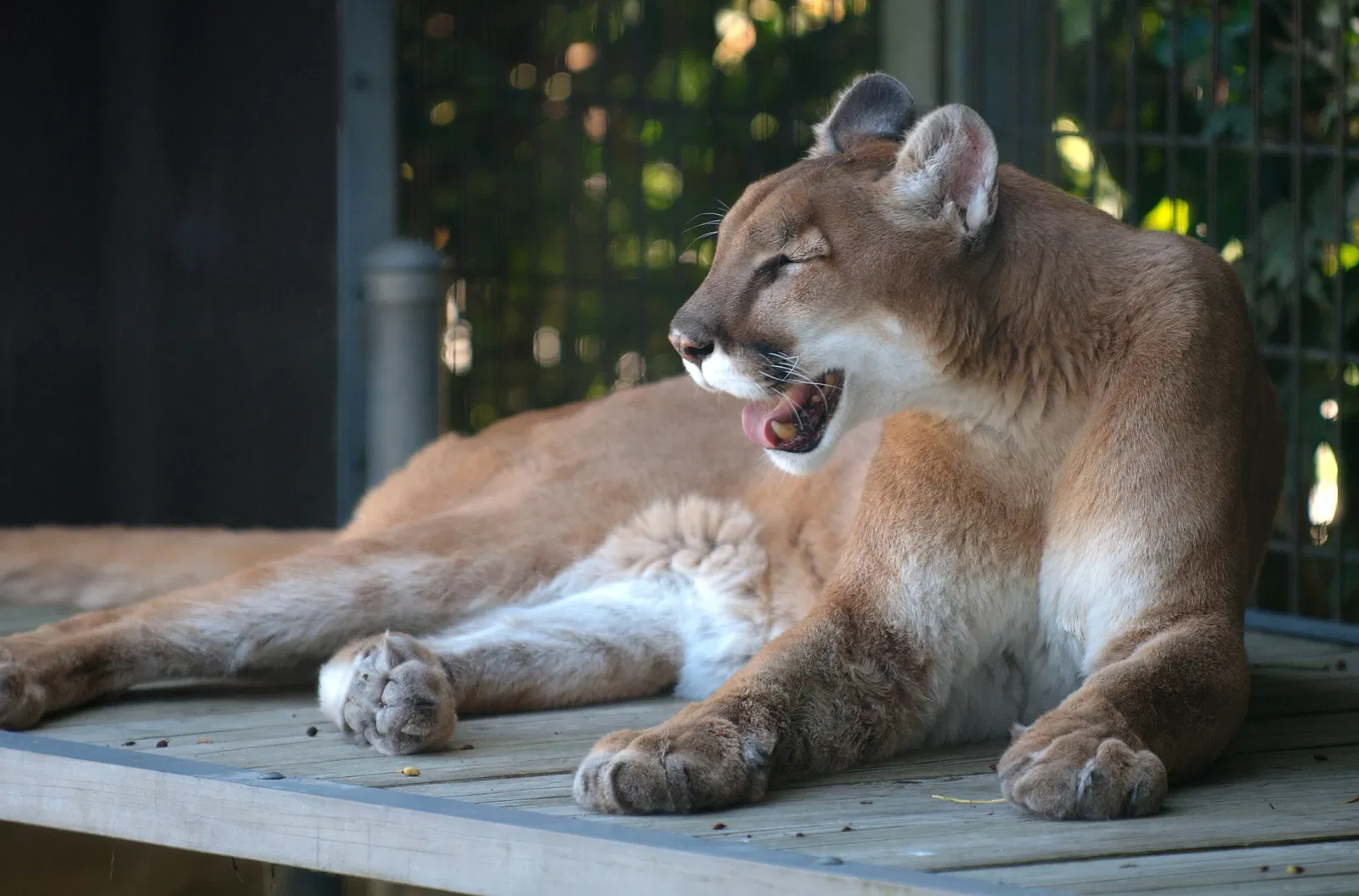 Cougar Mountain Zoo