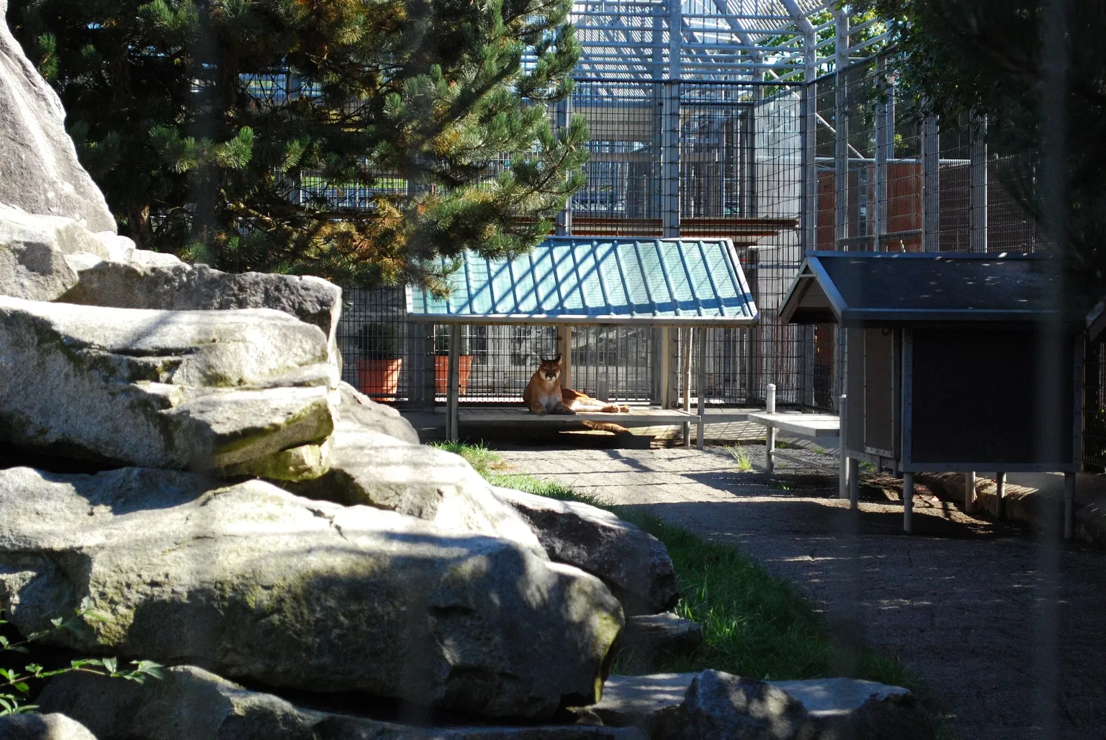 Cougar Mountain Zoo