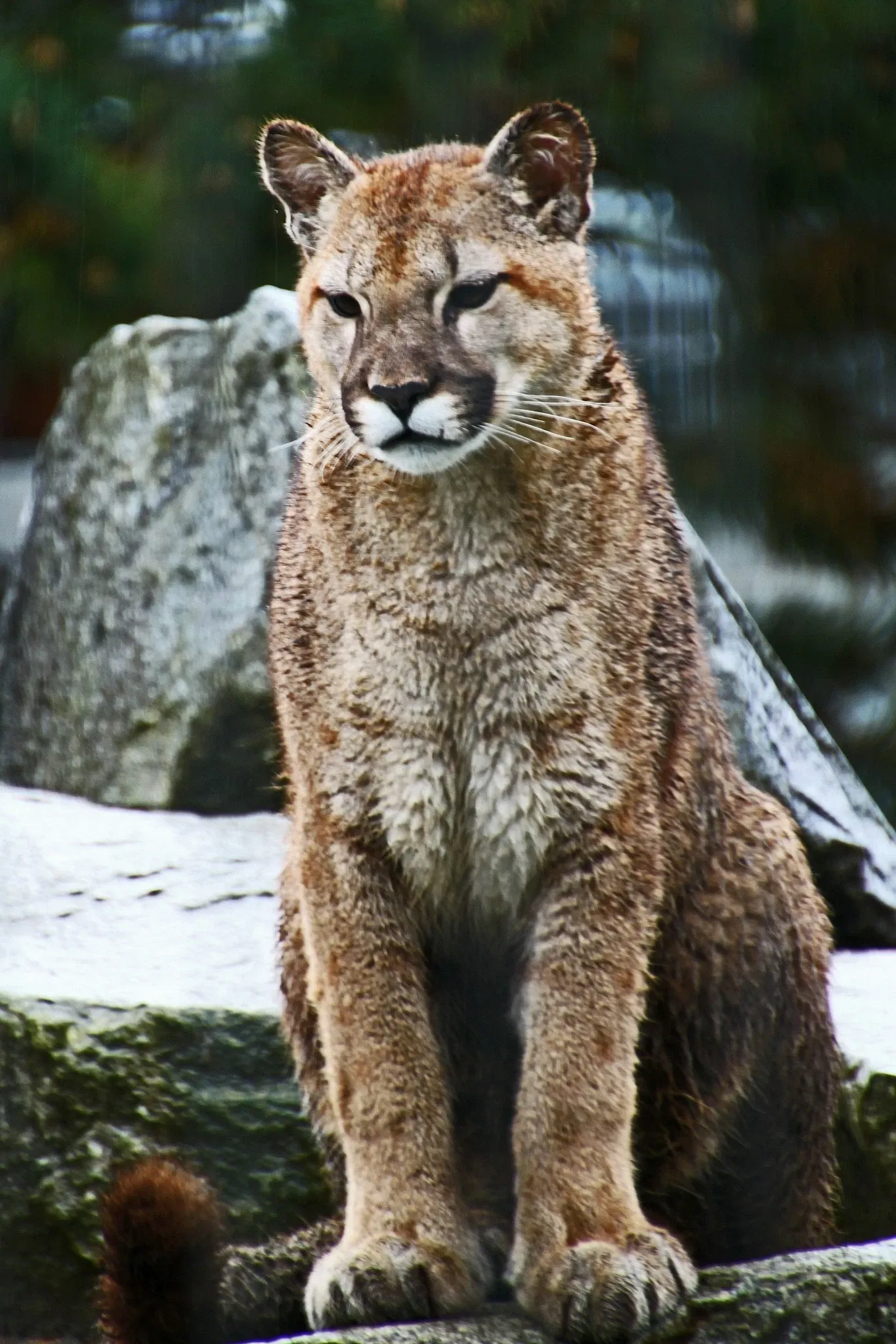 Cougar Mountain Zoo