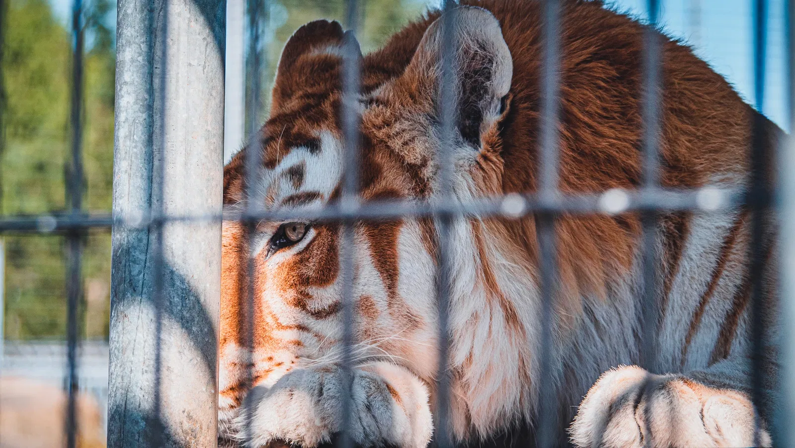 Cougar Mountain Zoo