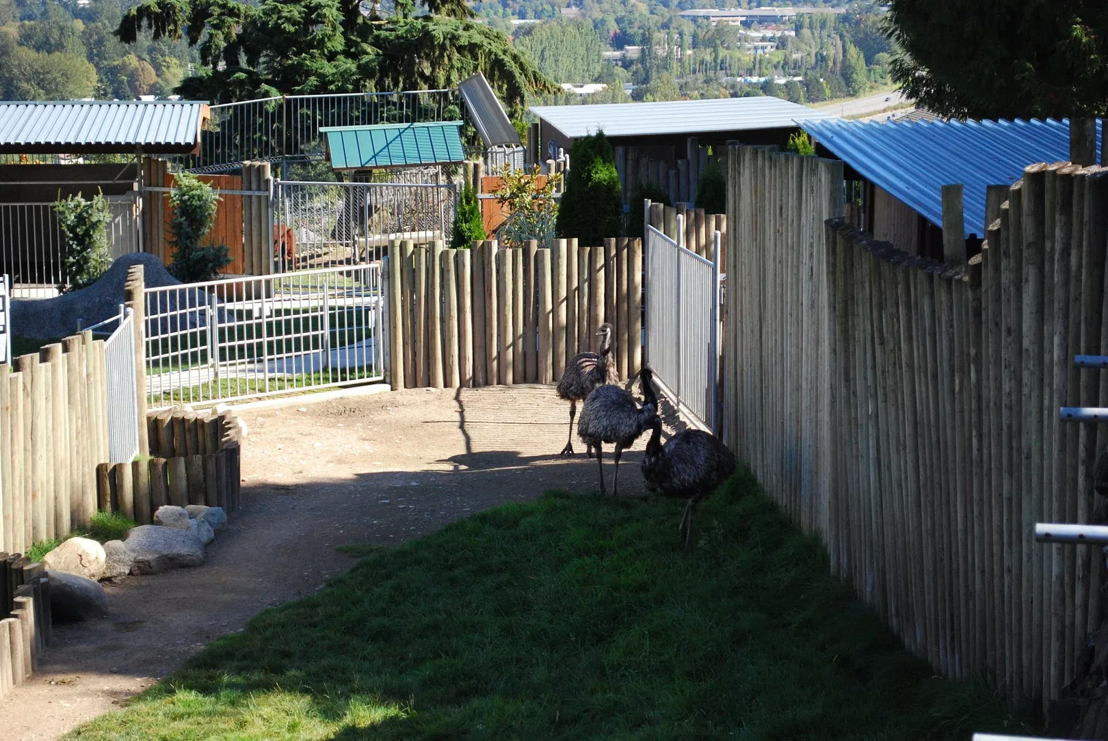 Cougar Mountain Zoo