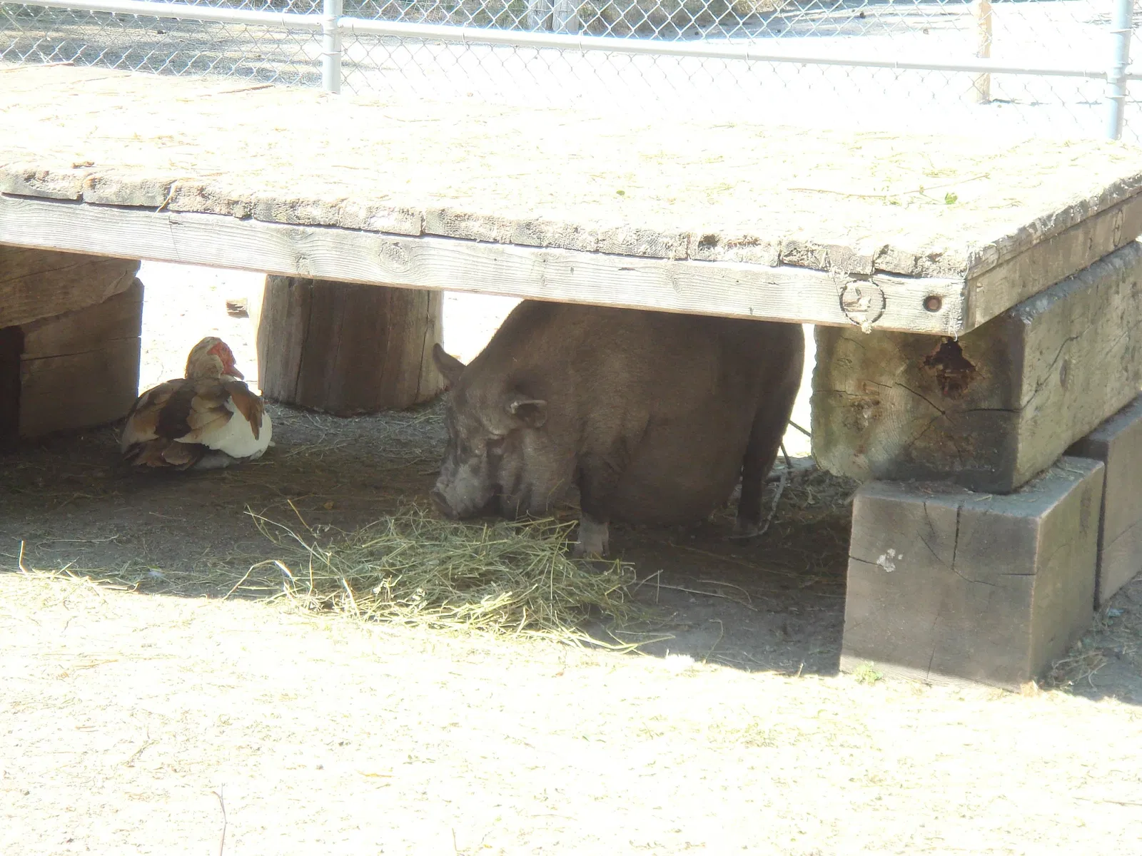 Riverview Park & Zoo