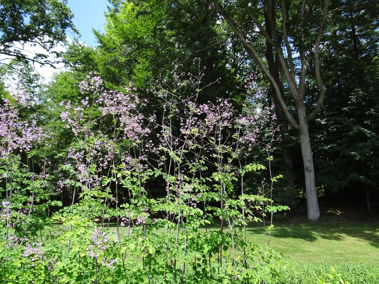 The Mount (Massachusetts)