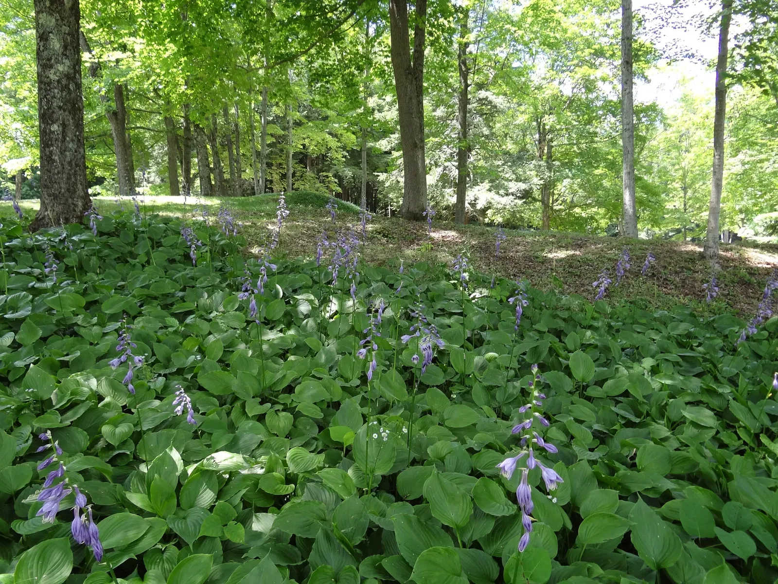 The Mount (Massachusetts)