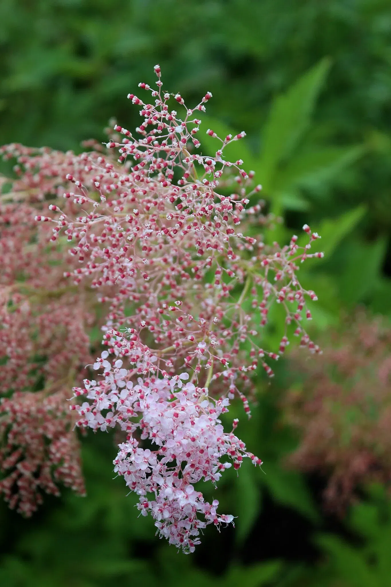 The Mount (Massachusetts)