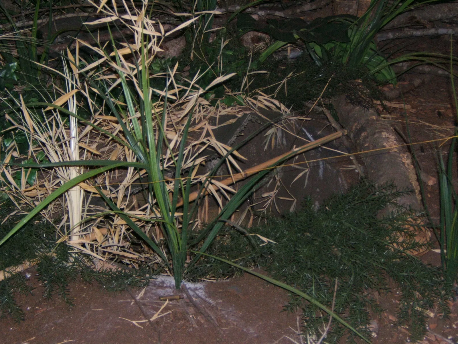 Mississippi Armed Forces Museum