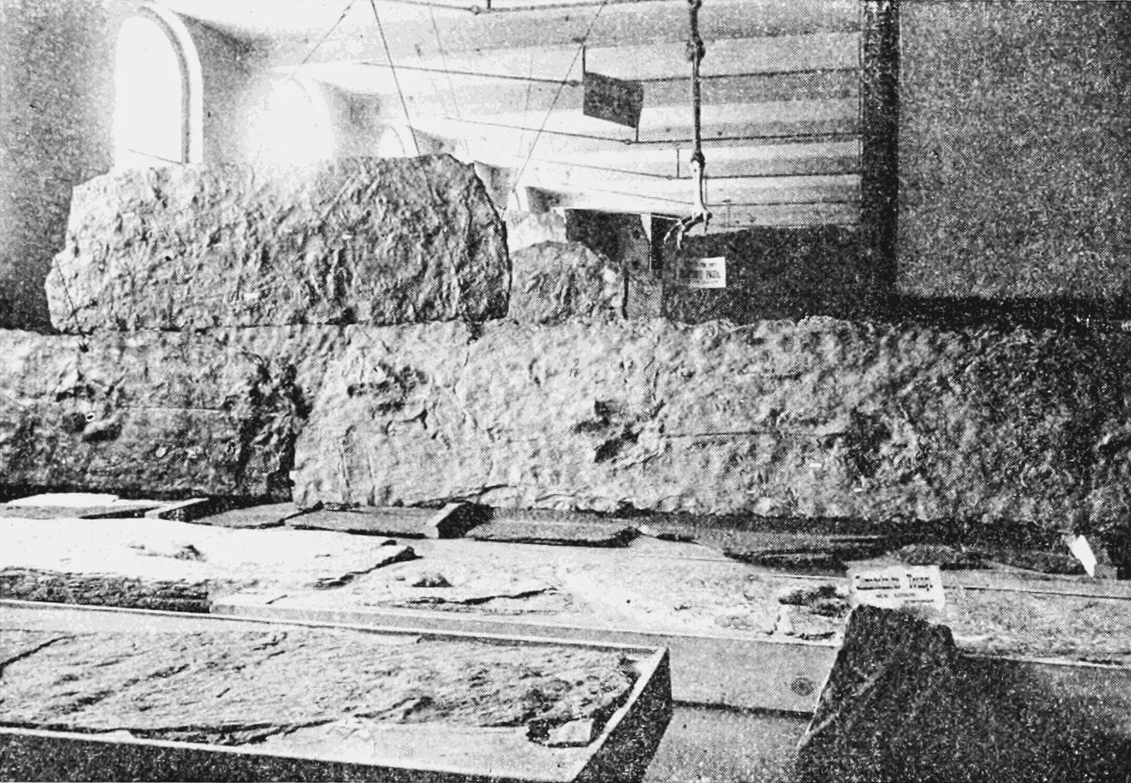 Beneski Museum of Natural History