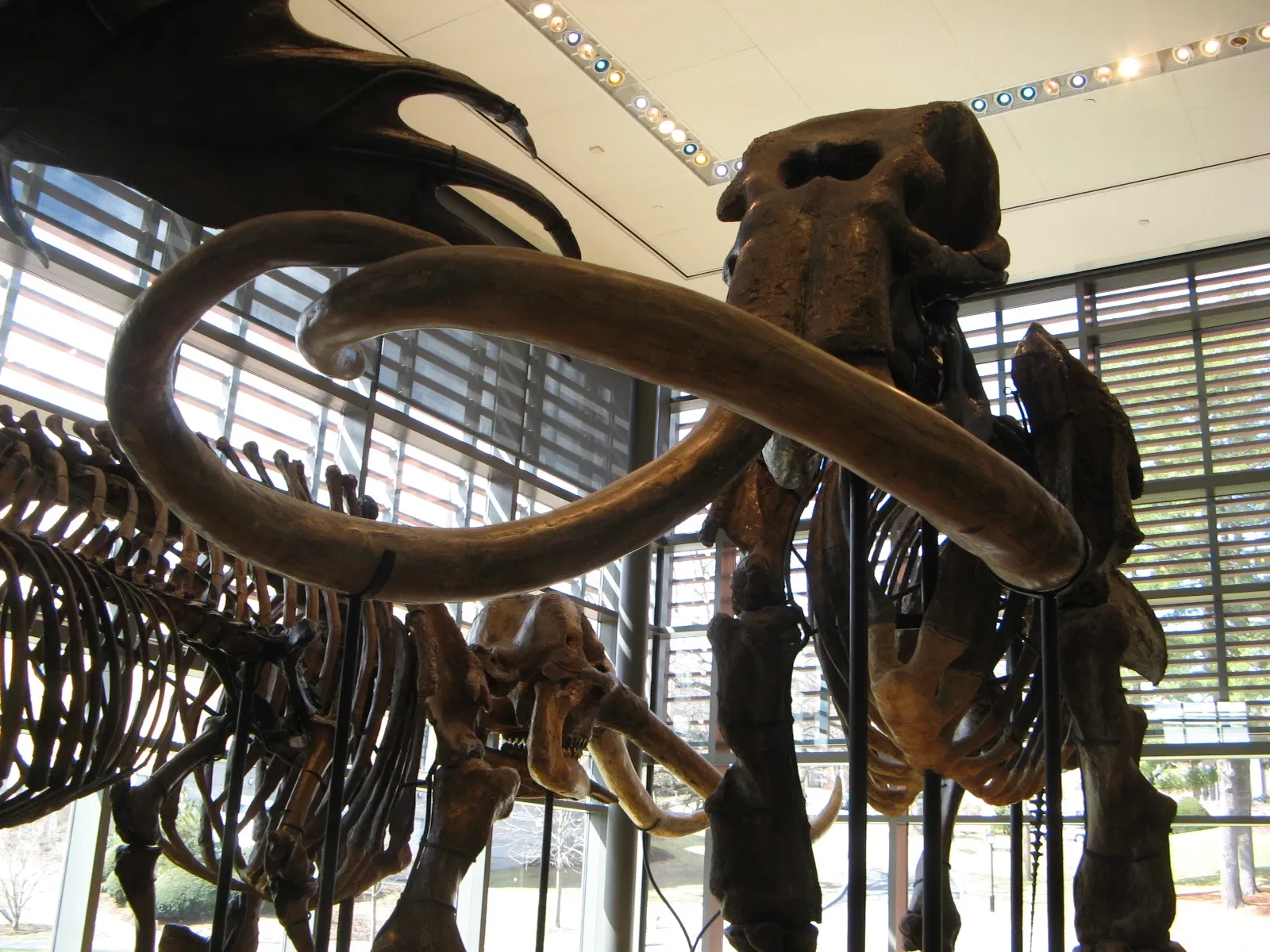 Beneski Museum of Natural History