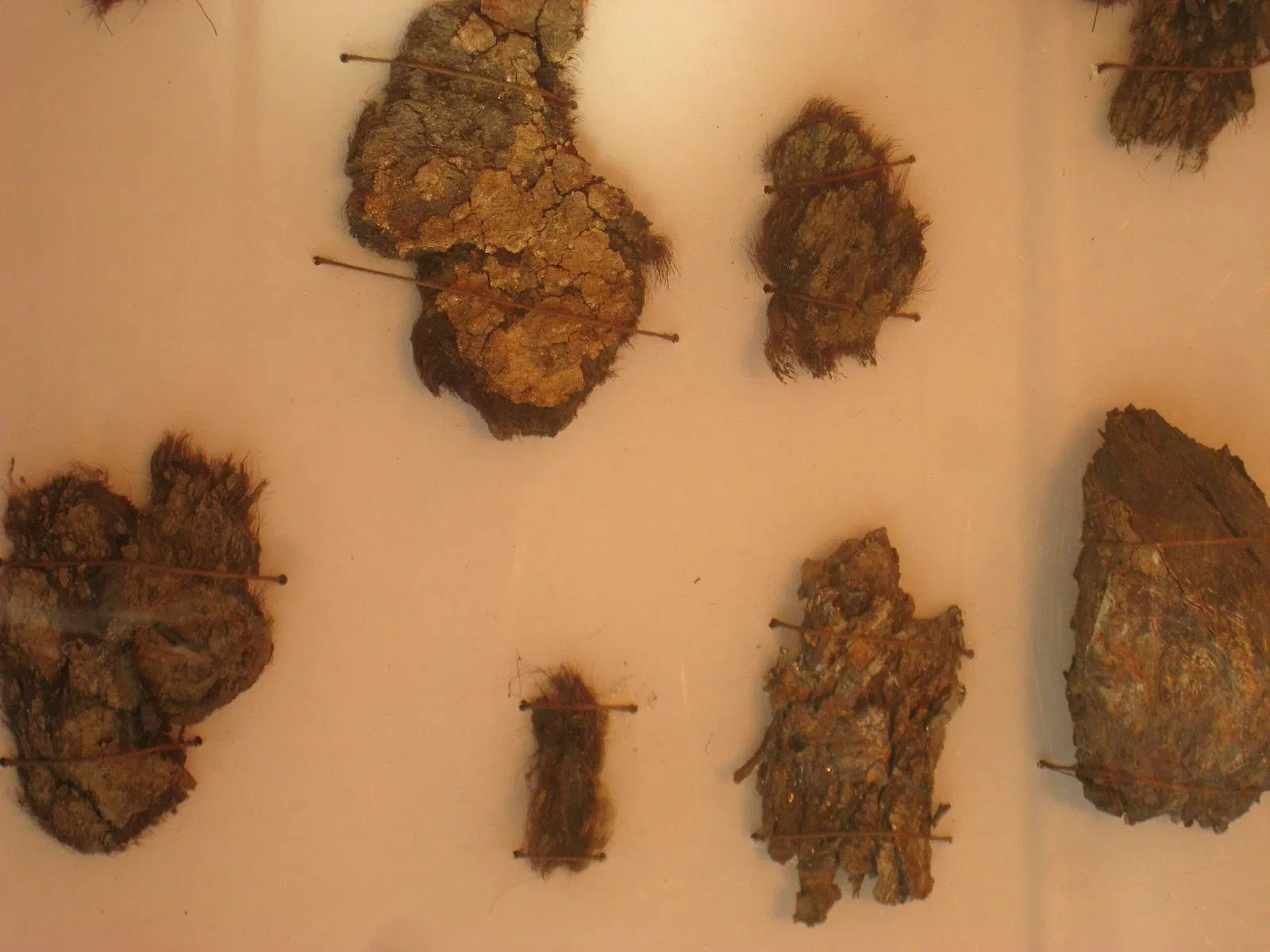 Beneski Museum of Natural History