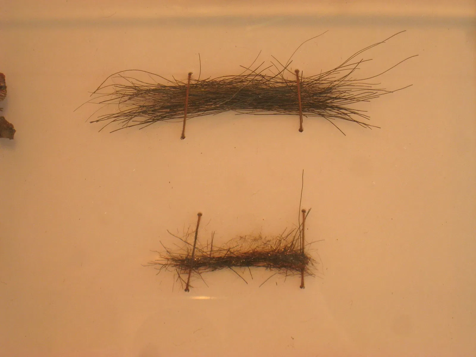 Beneski Museum of Natural History