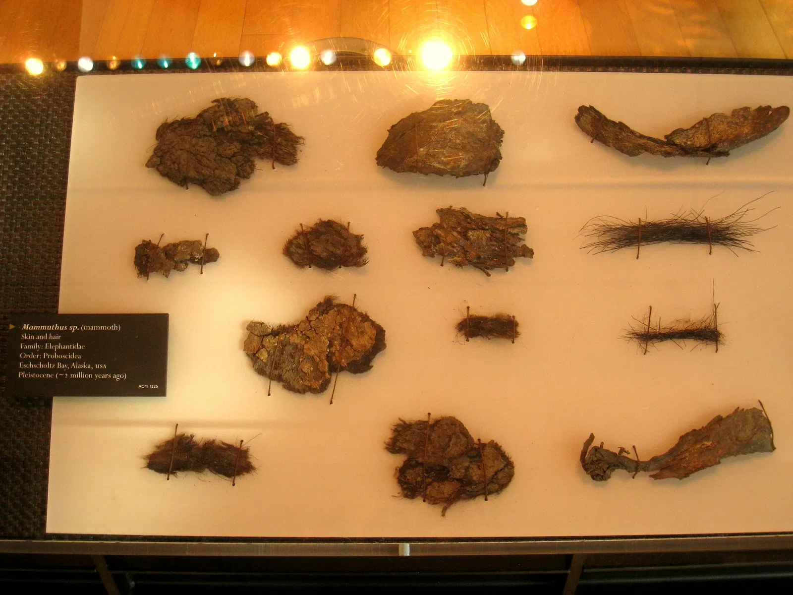 Beneski Museum of Natural History